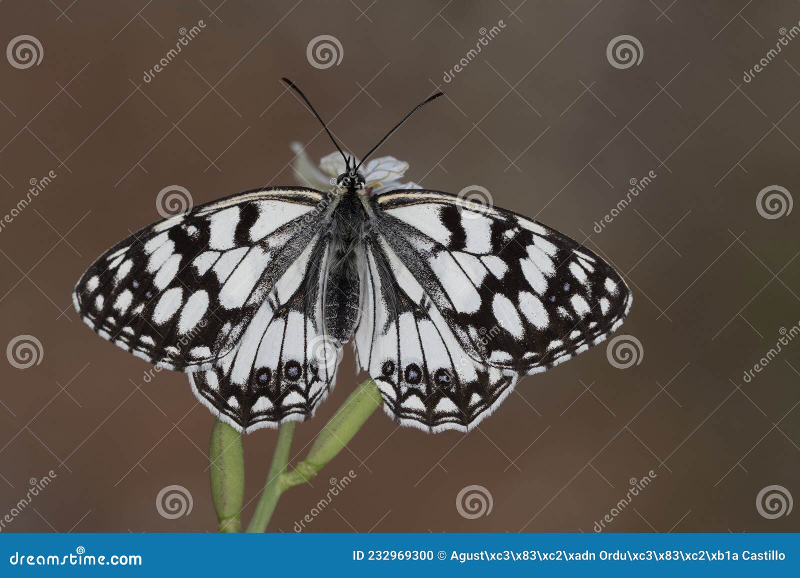 day butterfly perched on flower, melanargia ines.