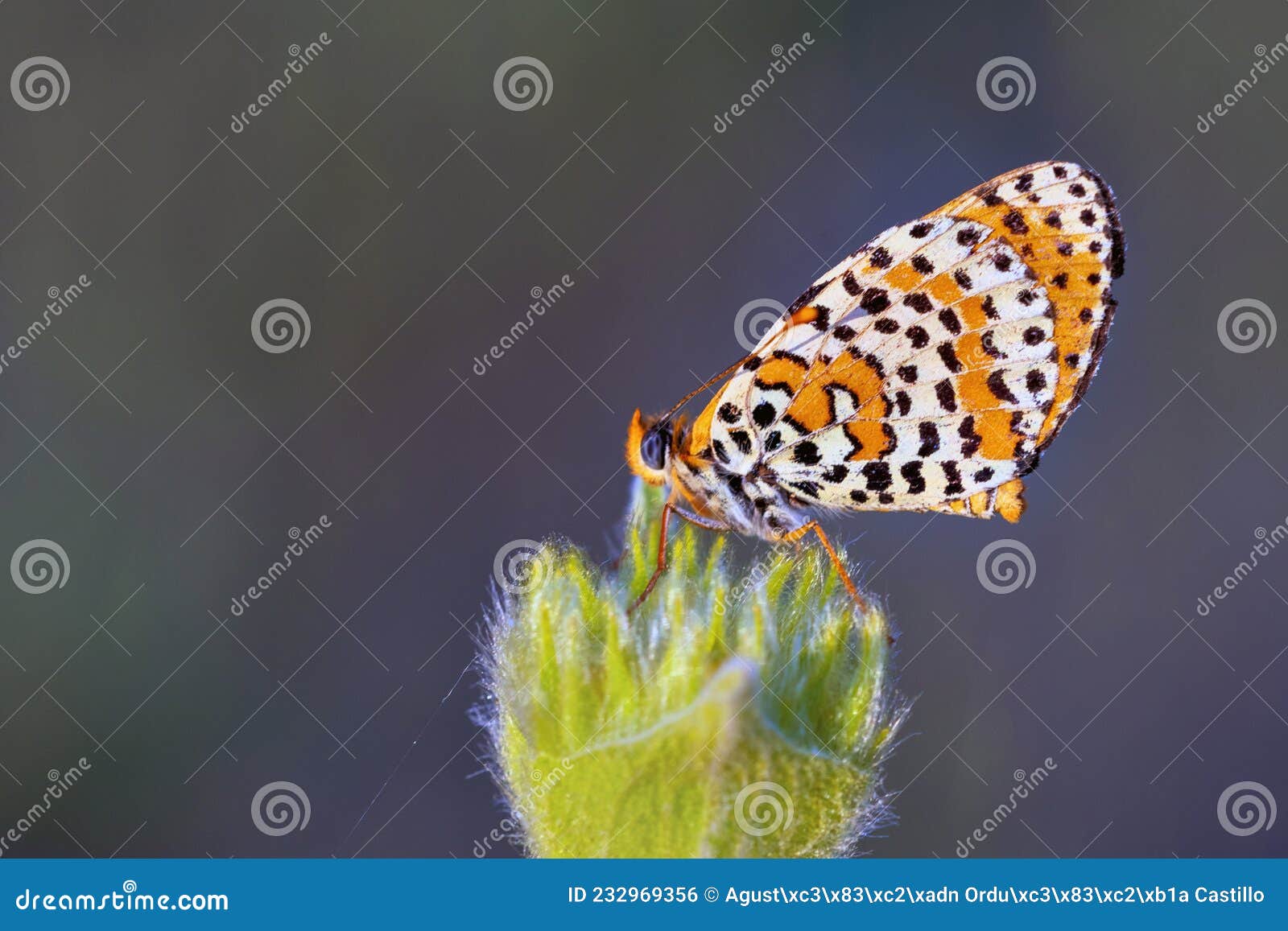day butterfly perched on flower, melitaea aetherie