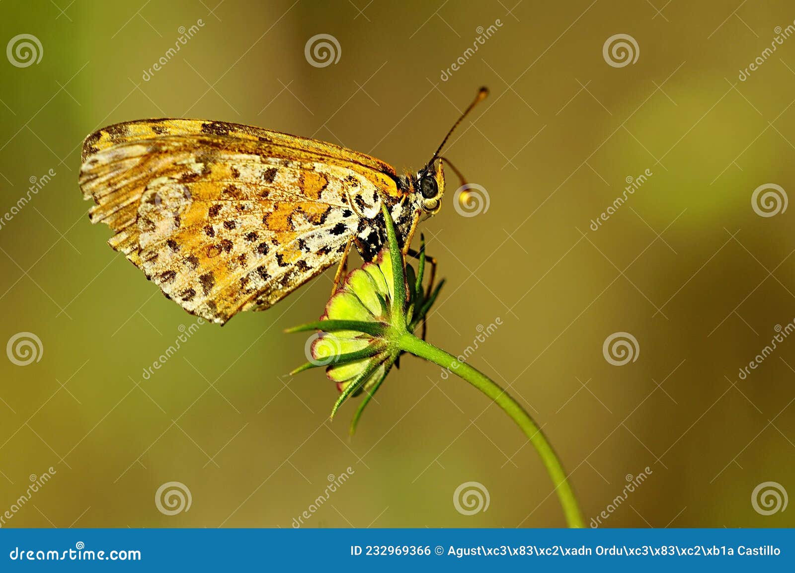 day butterfly perched on flower, melitaea aetherie