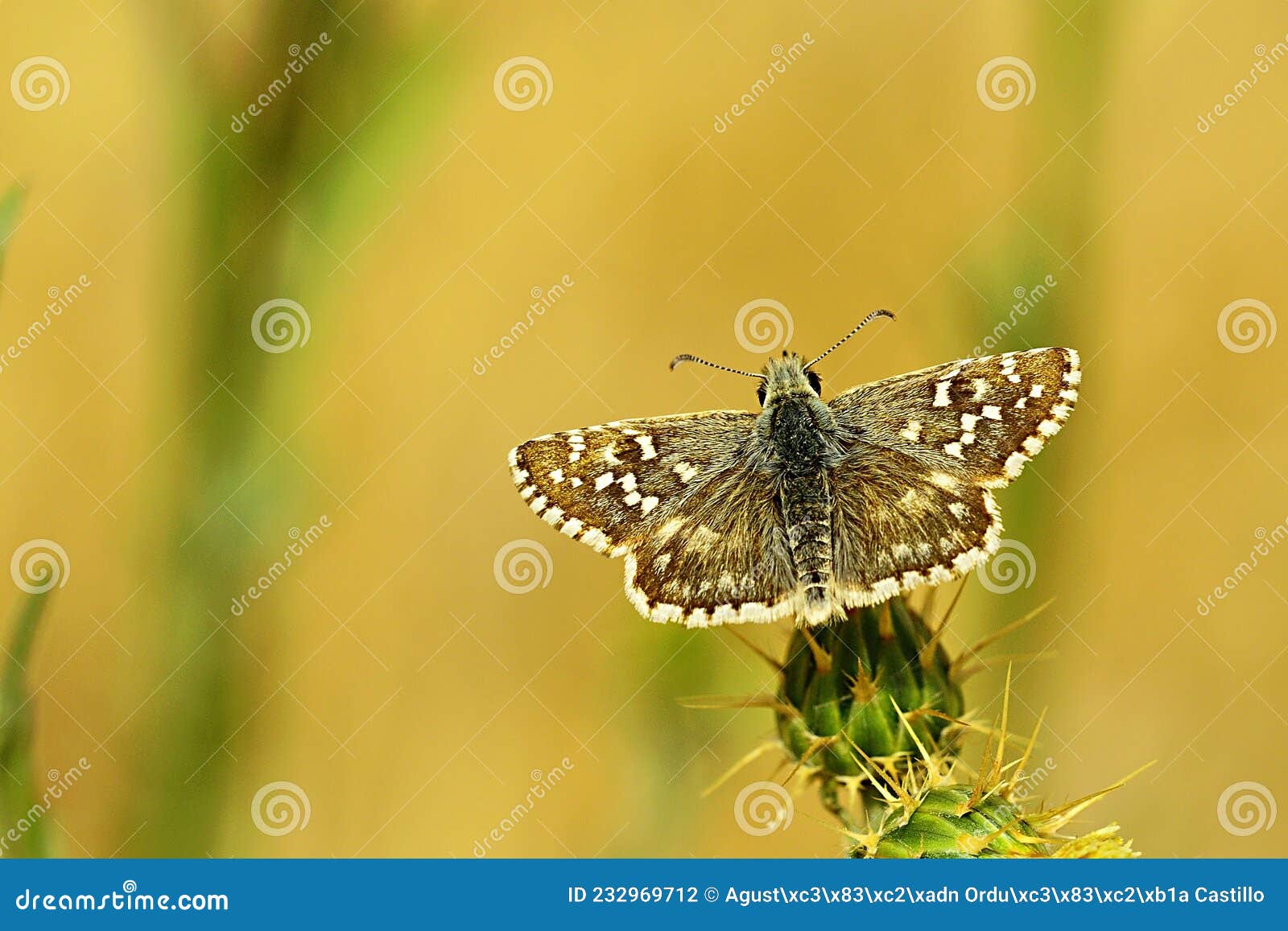 day butterfly perched on flower, pyrgus malvoides.