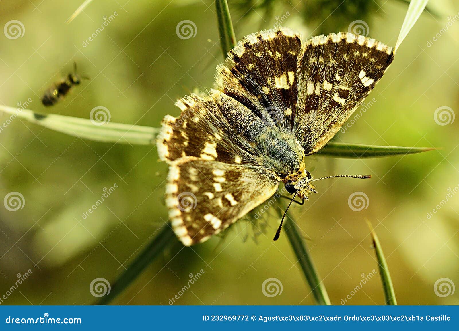 day butterfly perched on flower, syrichtus proto