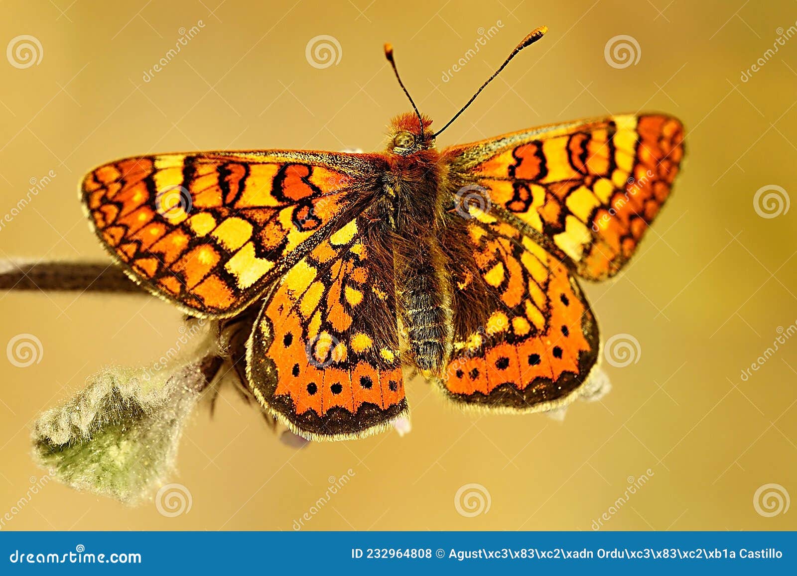 day butterfly perched on flower, euphydryas aurinia.