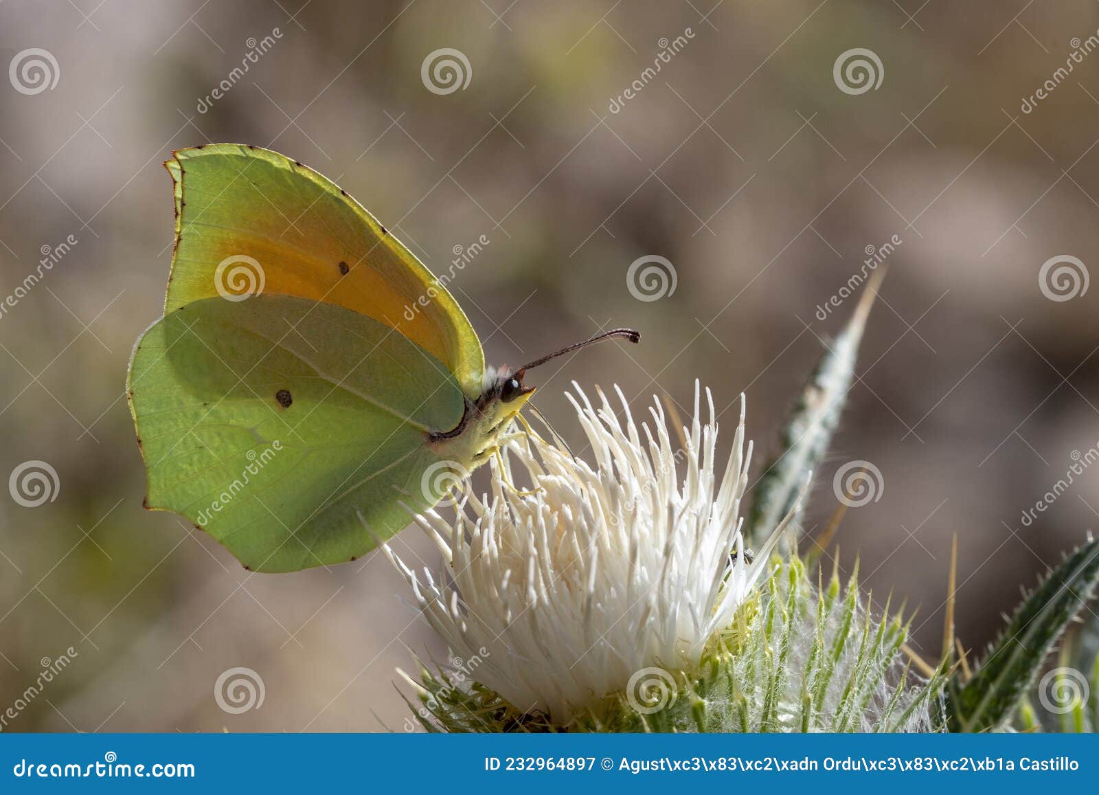 day butterfly perched on flower, gonepteryx rhamni