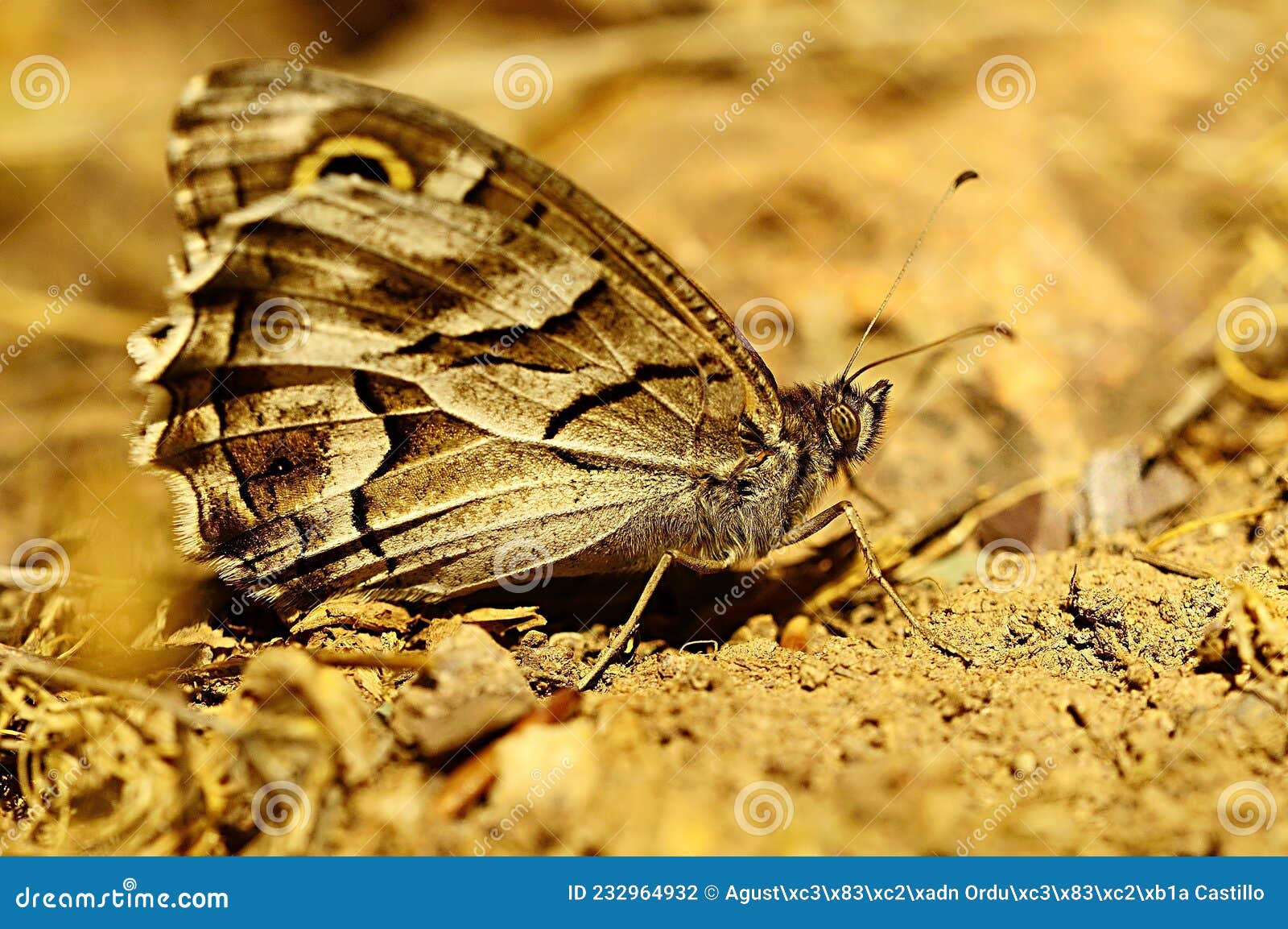 day butterfly perched on flower, hipparchia fidia.