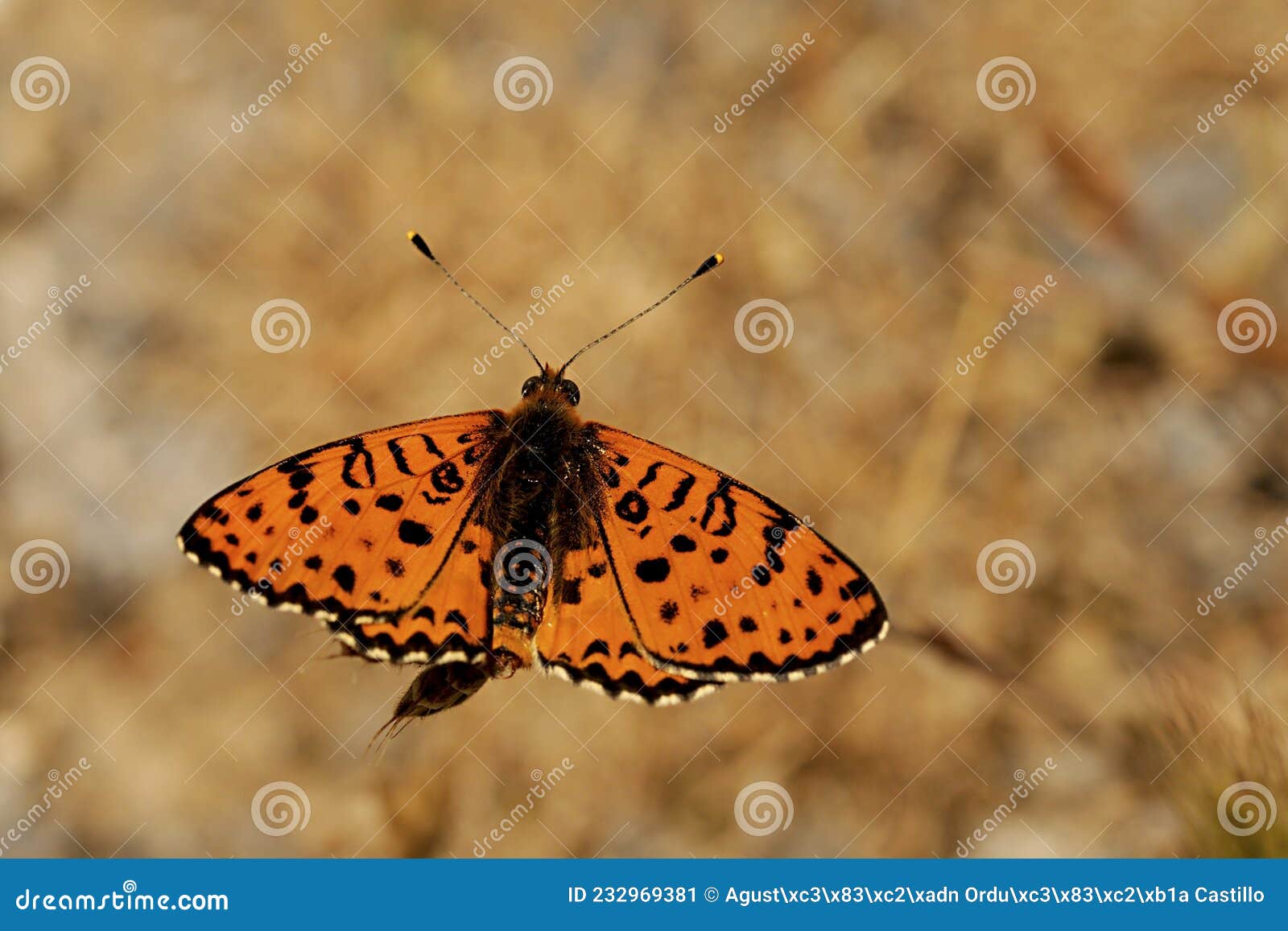day butterfly perched on flower, melitaea didyma