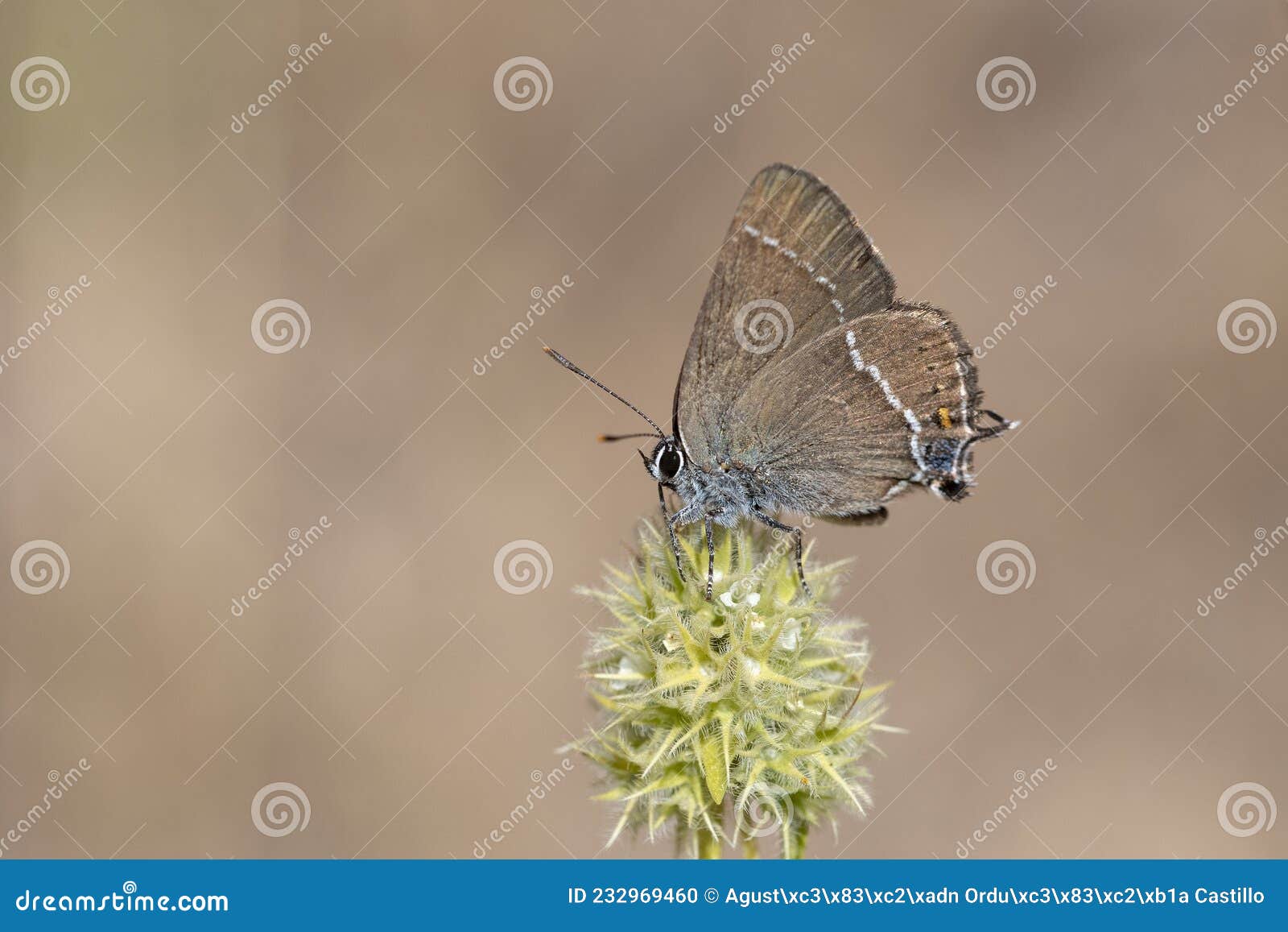day butterfly perched on flower. neozephyrus quercus.