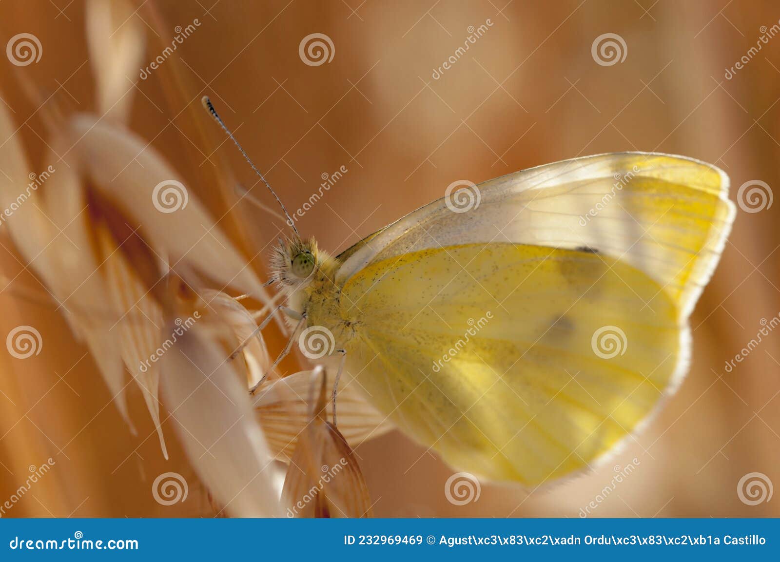 day butterfly perched on flower, pieris rapae