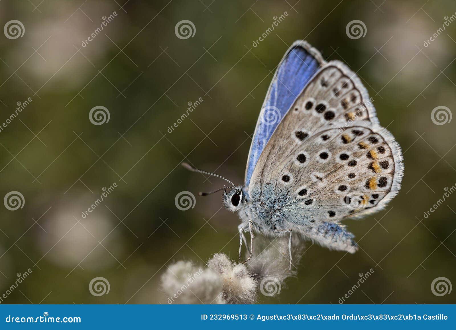 day butterfly perched on flower, plebejus argus - linnaeus