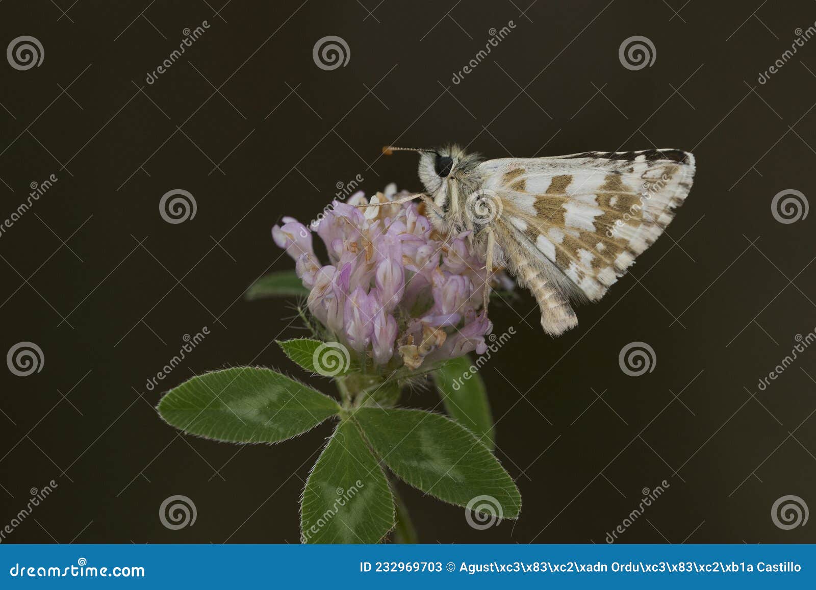 day butterfly perched on flower, pyrgus armoricanus