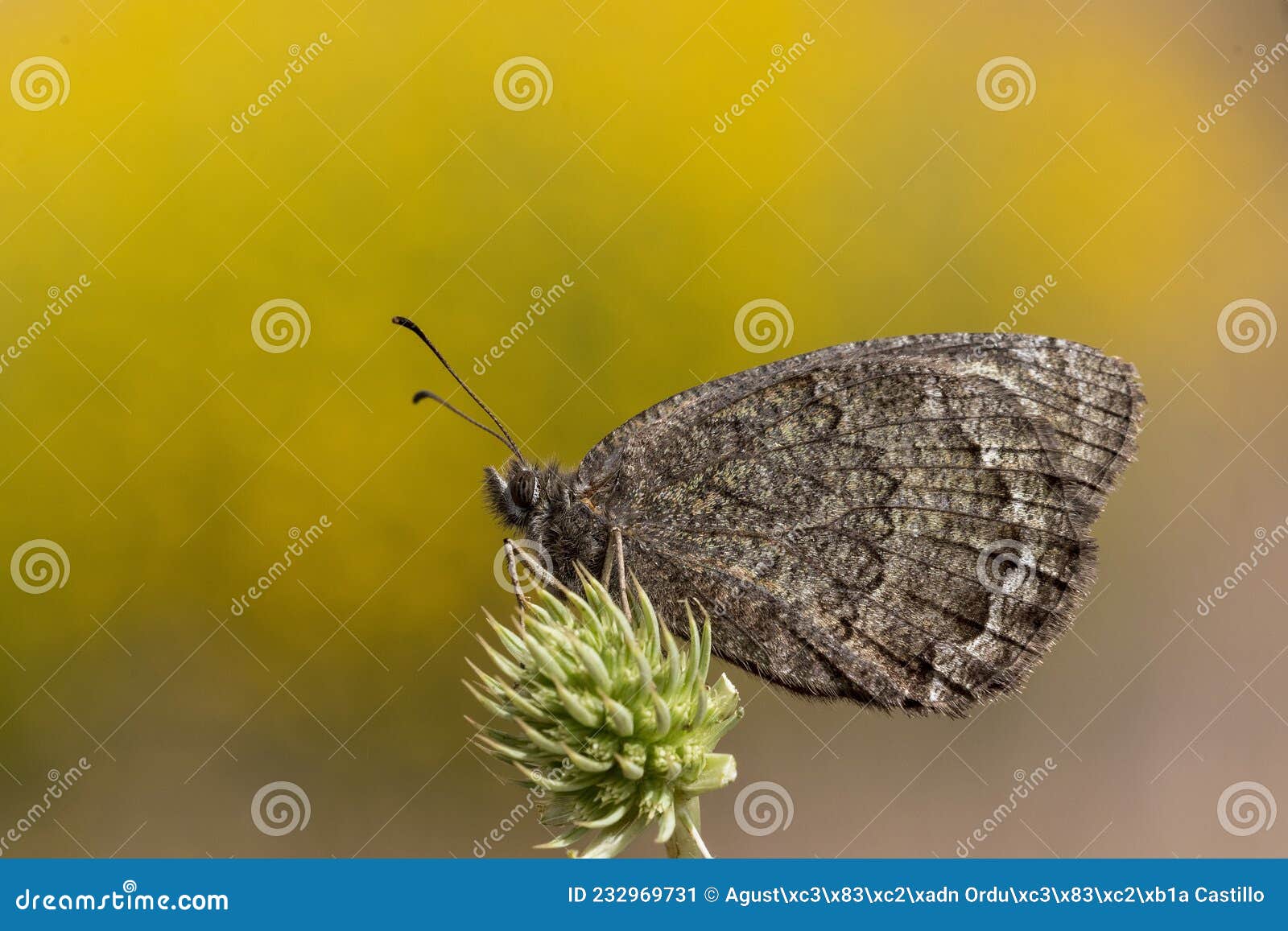 day butterfly perched on flower, satyrus actaea