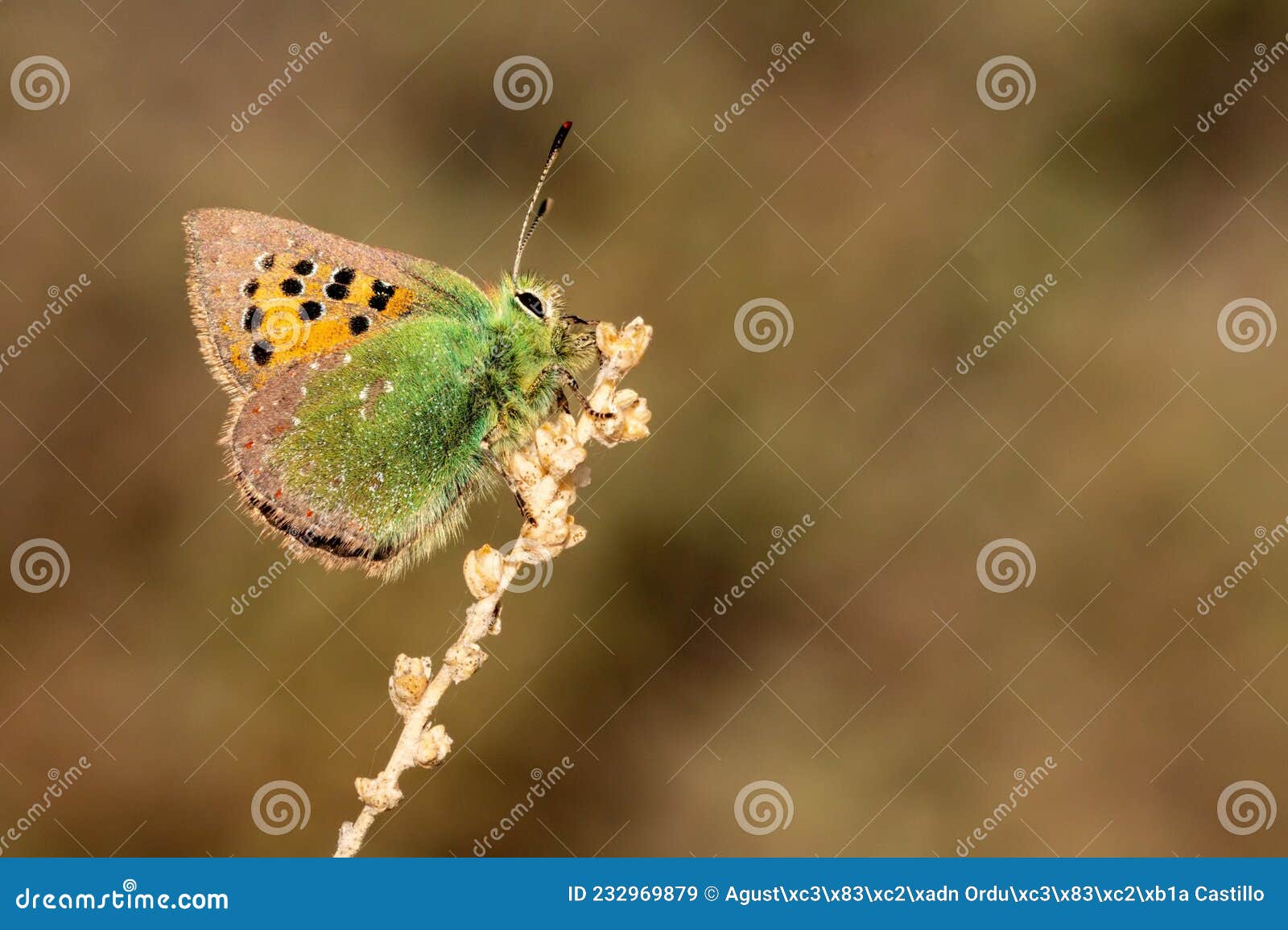 day butterfly perched on flower, tomares ballus