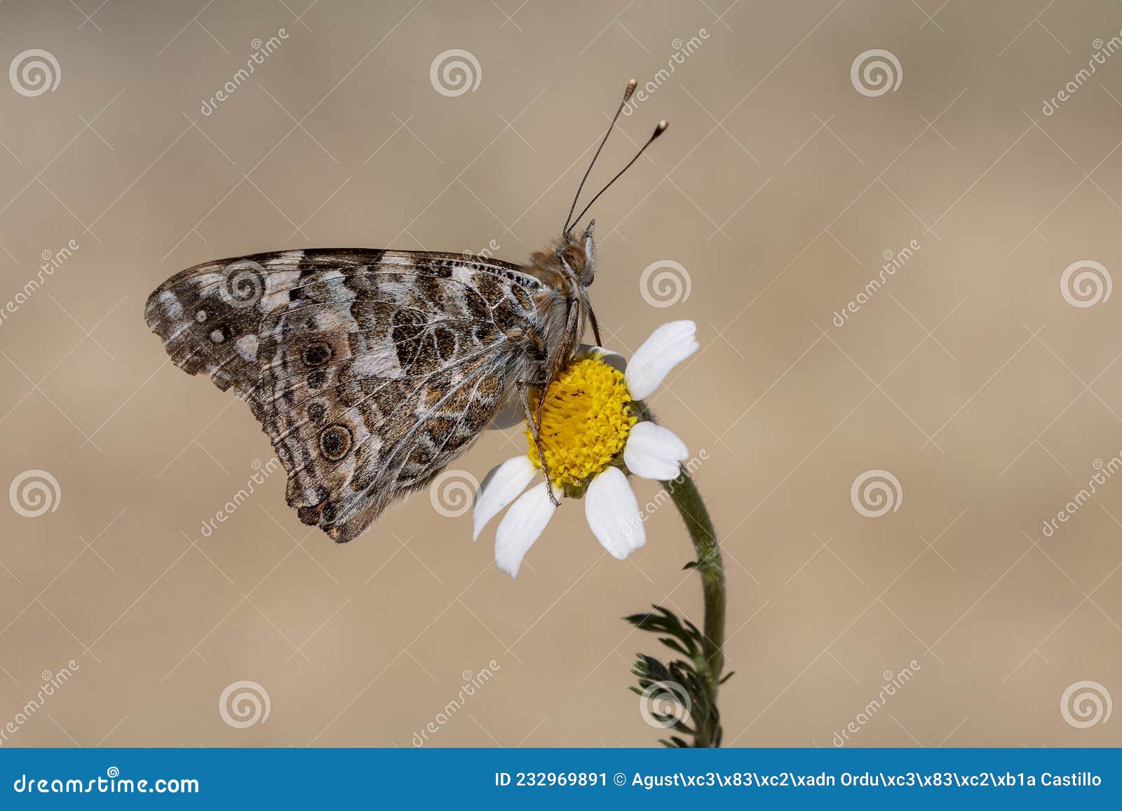 day butterfly perched on flower, vanessa cardui.