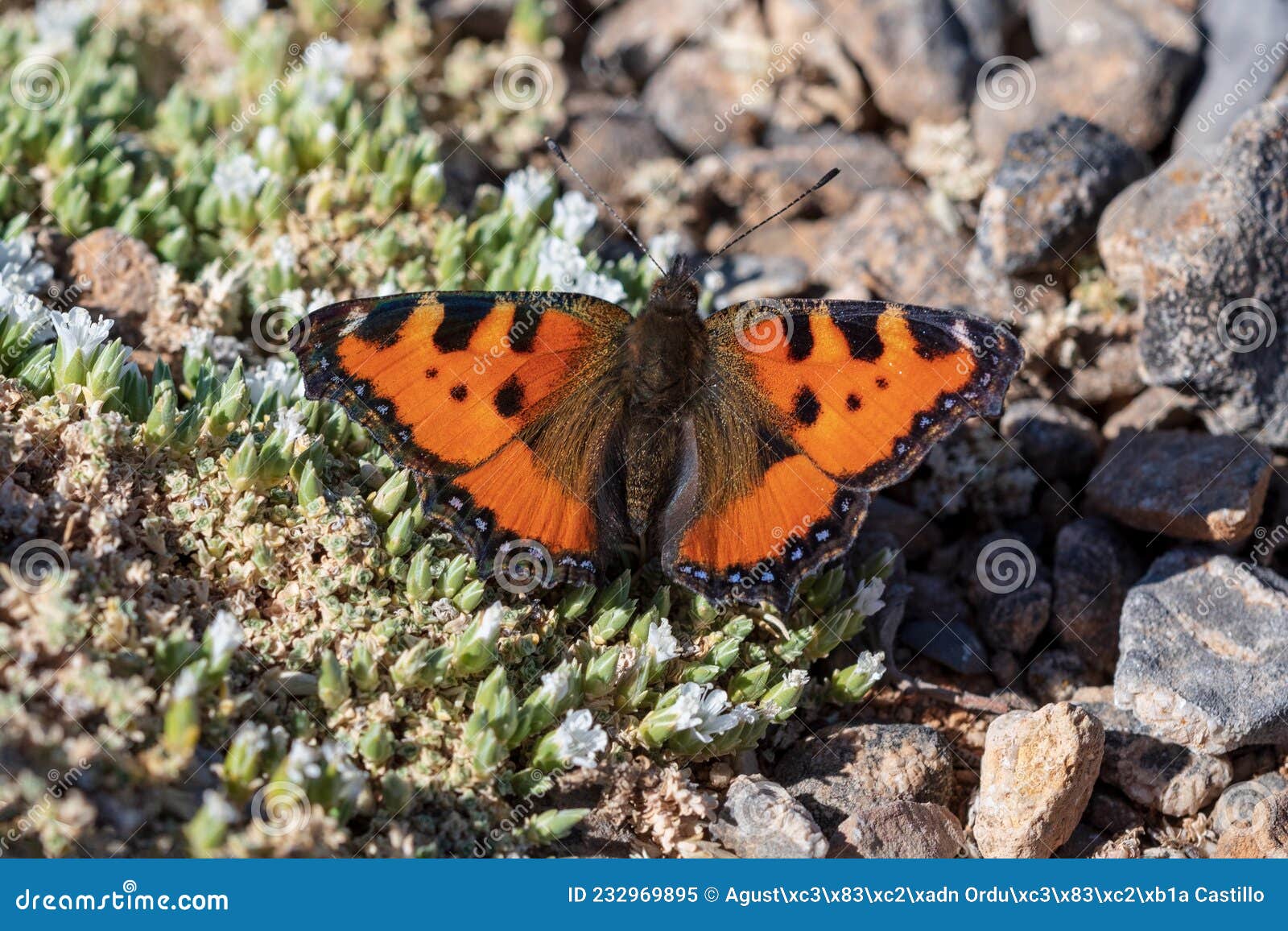 day butterfly perched on flower, vanessa urticae