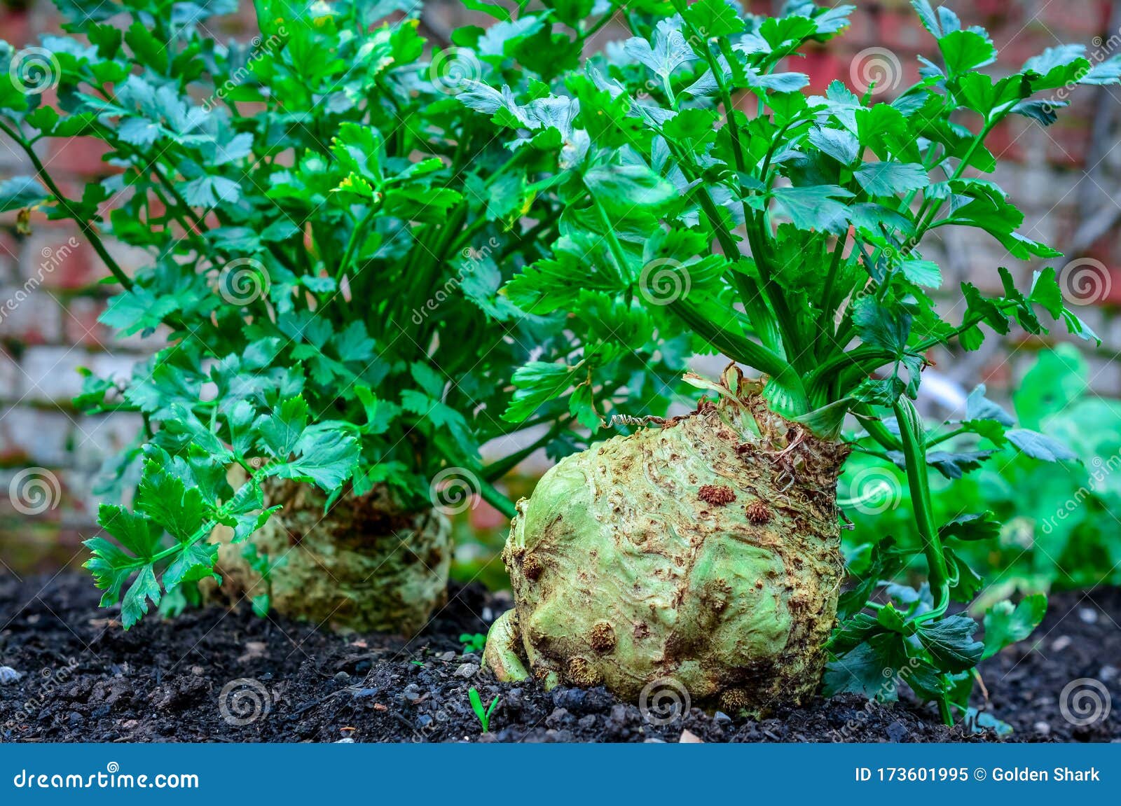 celeriac growing in garden