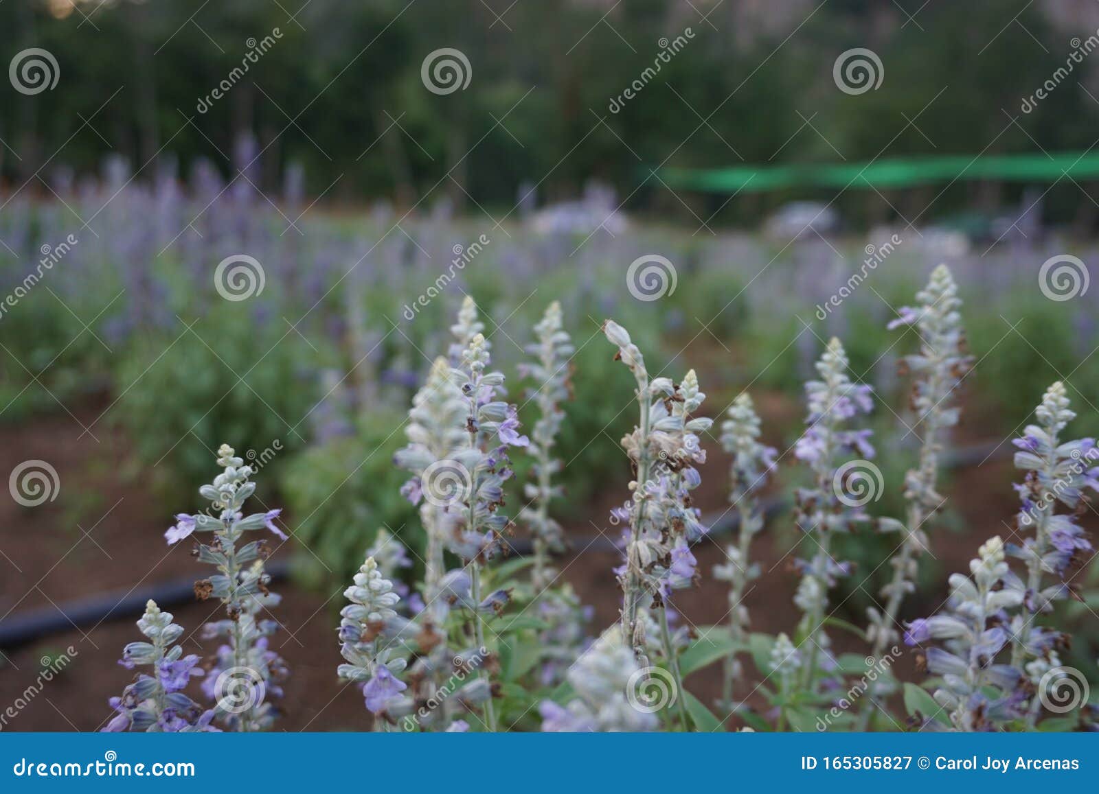 Day dreaming flowers stock image. Image of flowers, purple 165305827