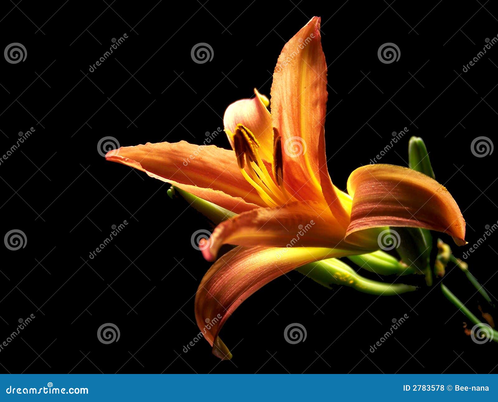 Day Lily Opening 2 stock photo. Image of petal, pretty 2783578