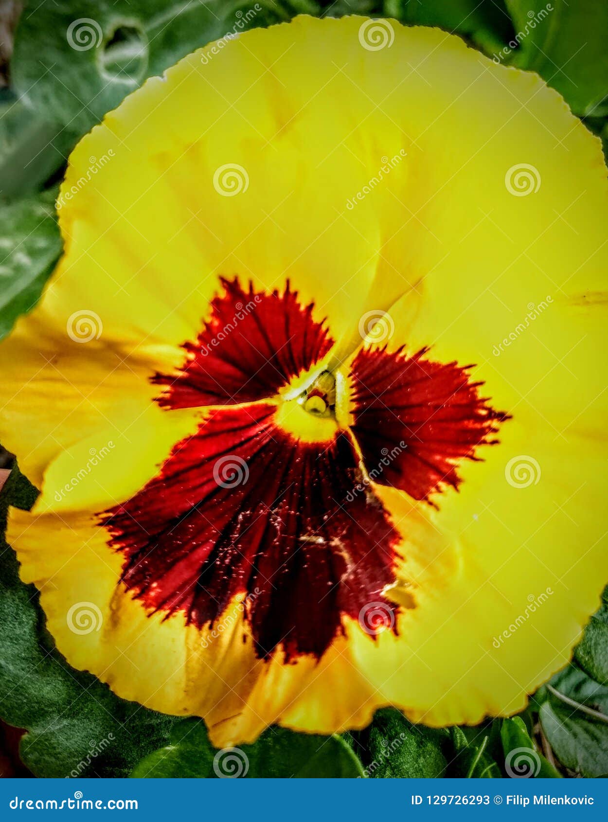 Day Night flower stock image. Image of flower, night 129726293