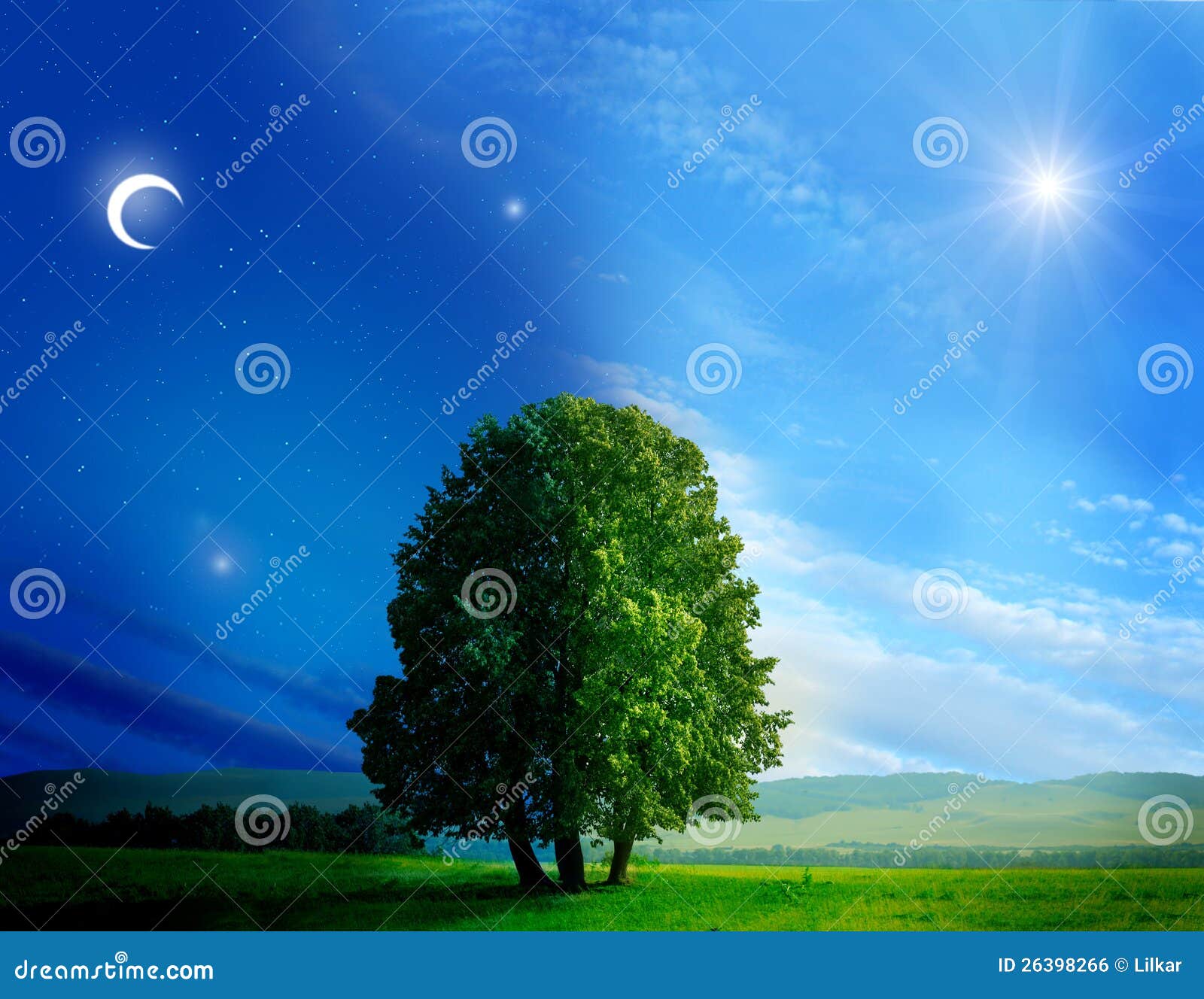 Day And Night Tree Royalty Free Stock Image  Image: 26398266