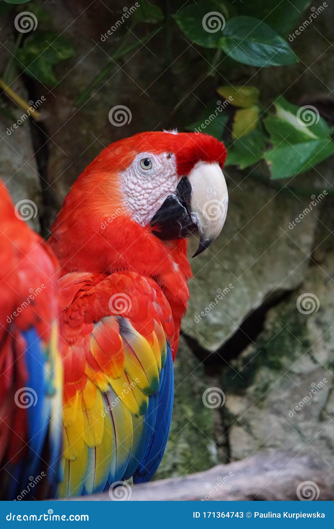 scarlet macaws resting on a tree,tulum, mexico