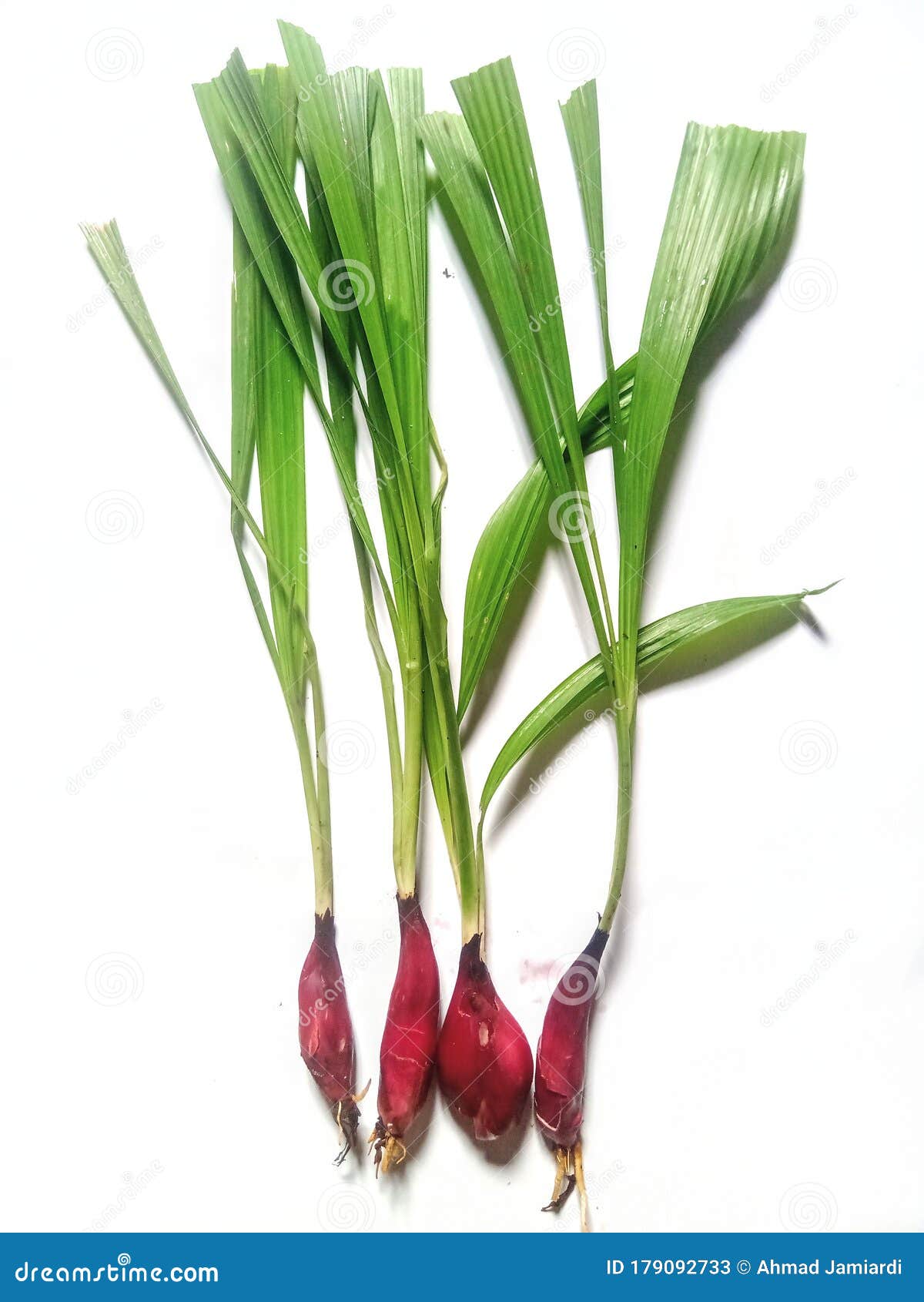 Dayak Onions on a White Background Stock Image Image of differ