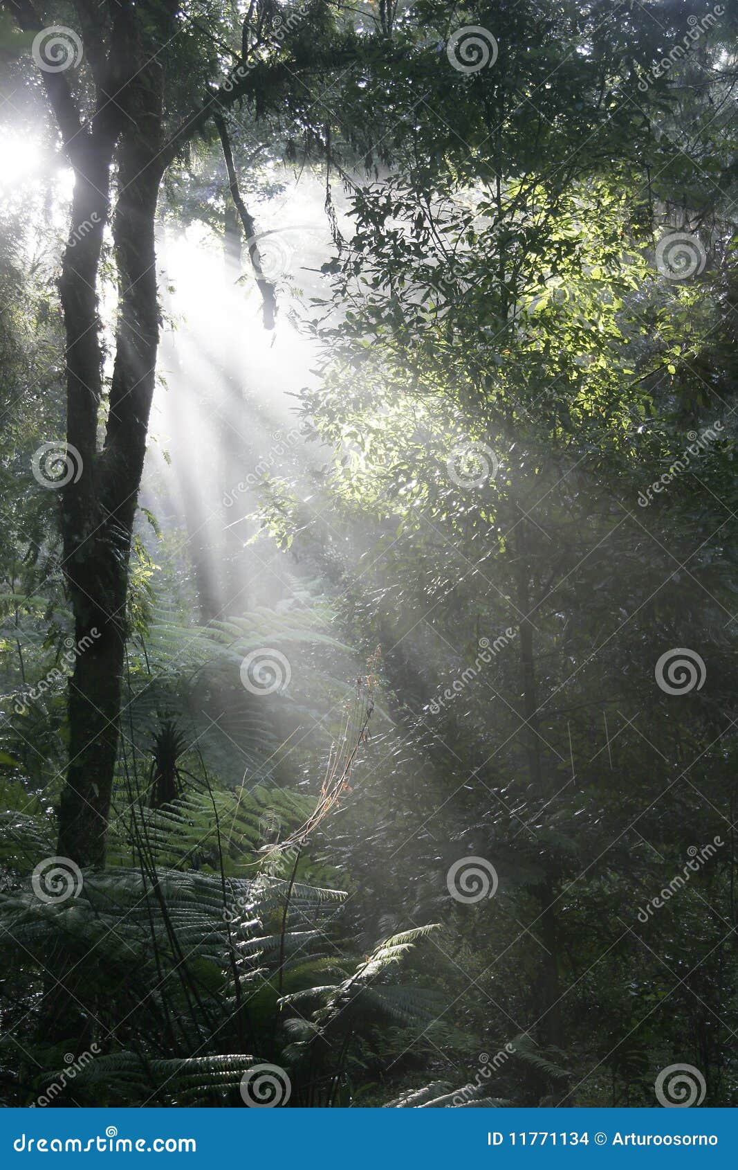 daybreak in tropical forest