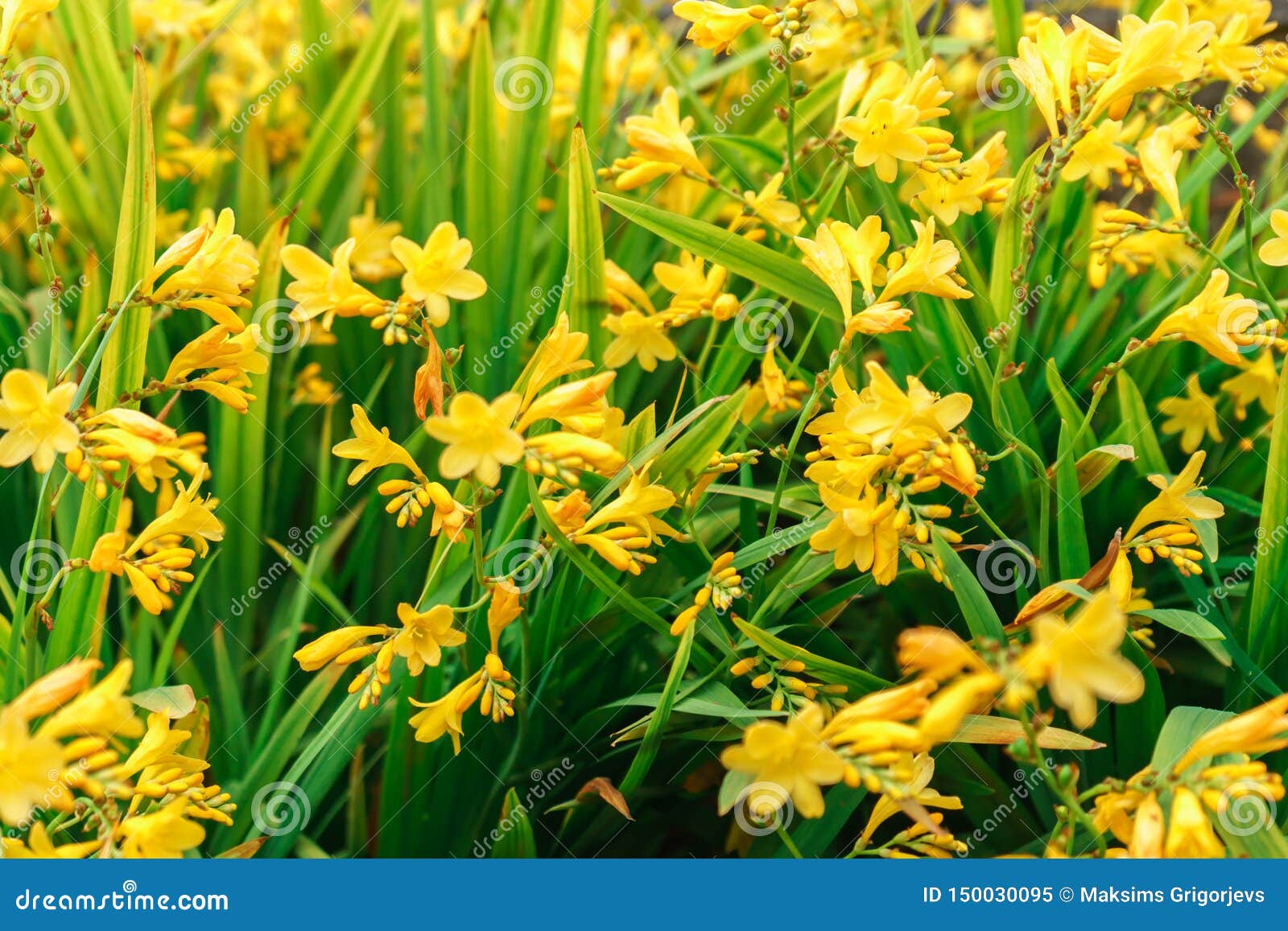 Daylilies jaunes de floraison, Hemerocallis, dans le jardin d'été, foyer sélectif