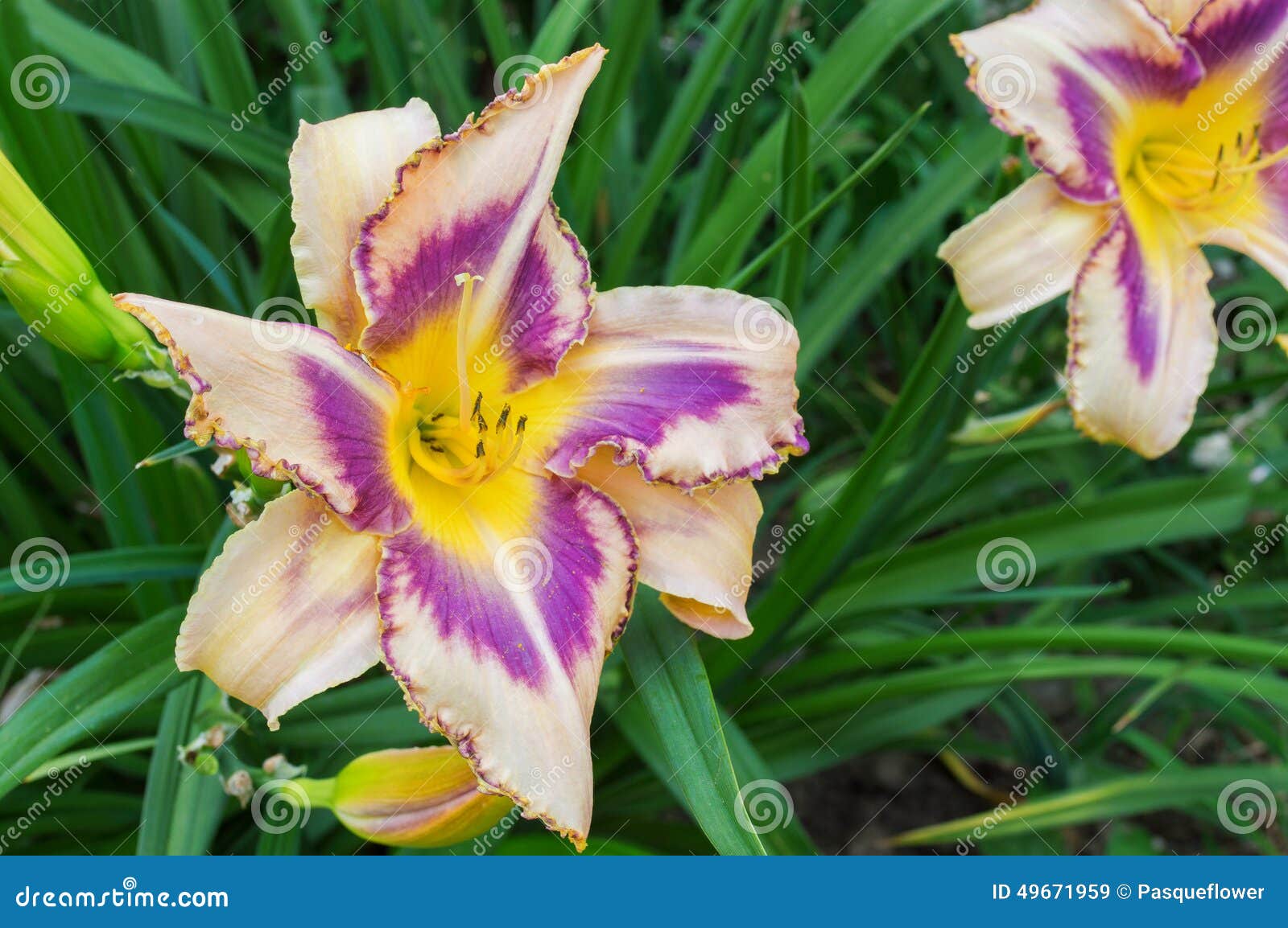 1,393 Daylilies Hemerocallis Fotos de stock - Fotos libres de regalías de  Dreamstime, image size:1600x1154