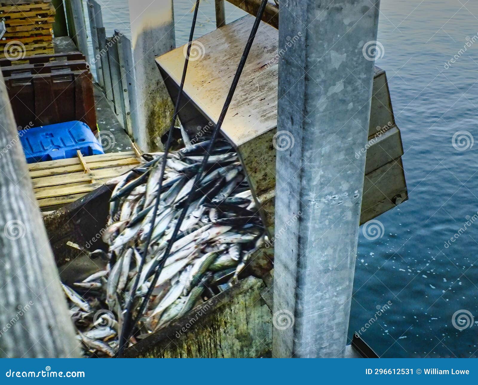 days fish catch delivered to pier