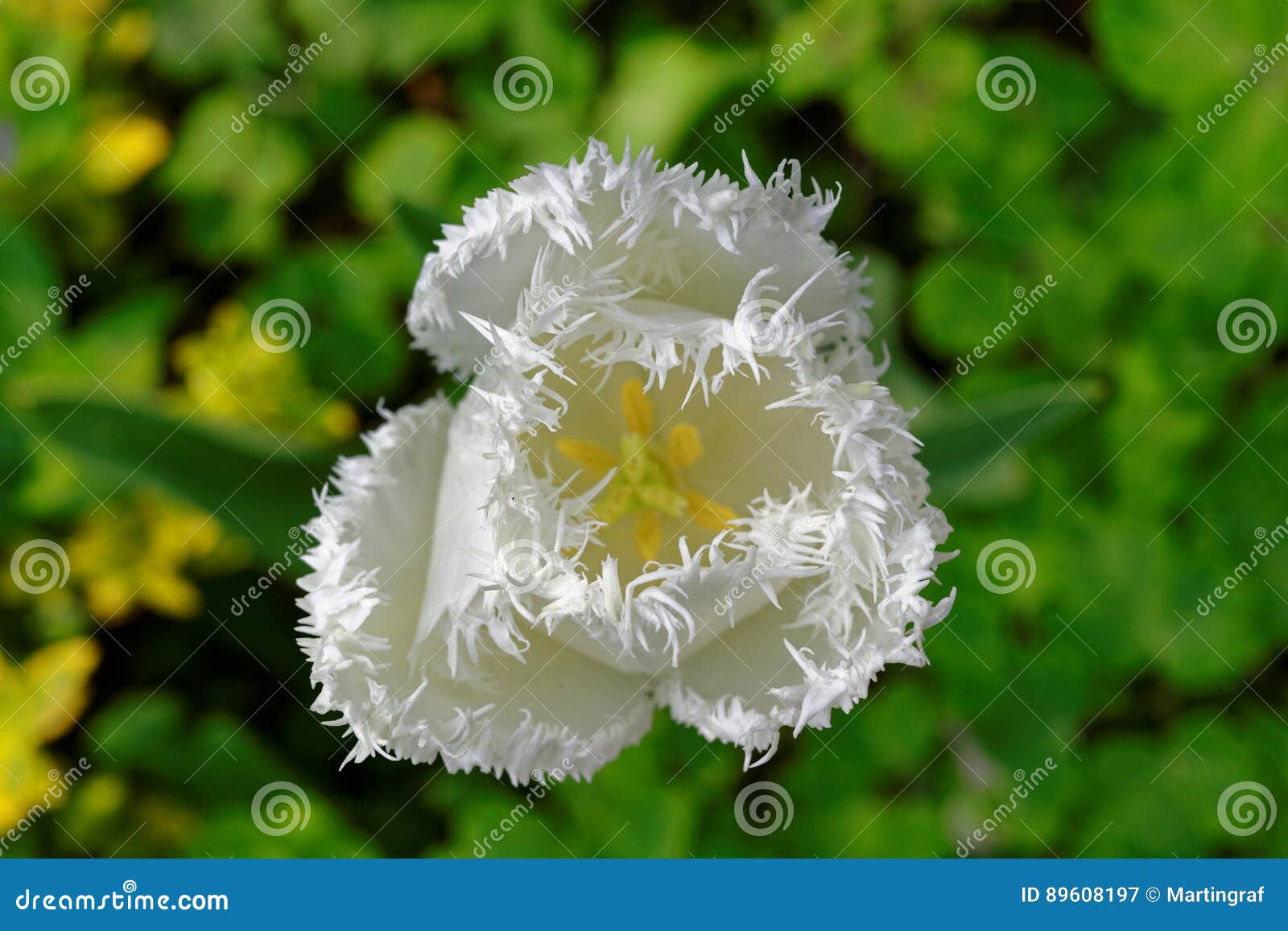 daytona fringed tulip white bloom  in green garden, macro image