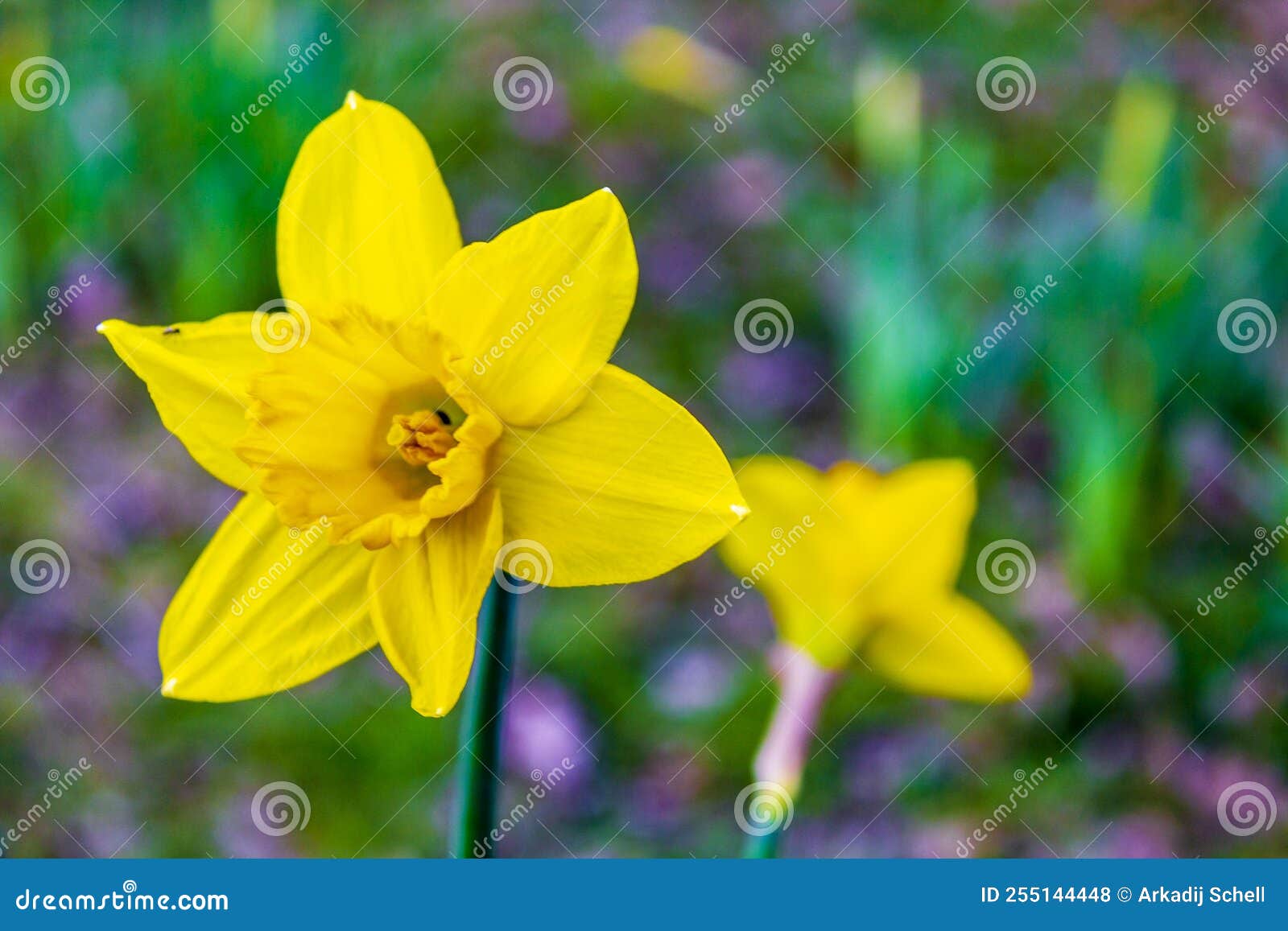 dazzling daffodils yellow flowers on a green meadow background germany