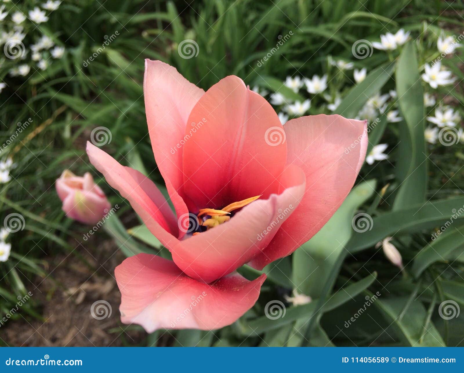 DC flower stock image. Image of pink, white, flower 114056589