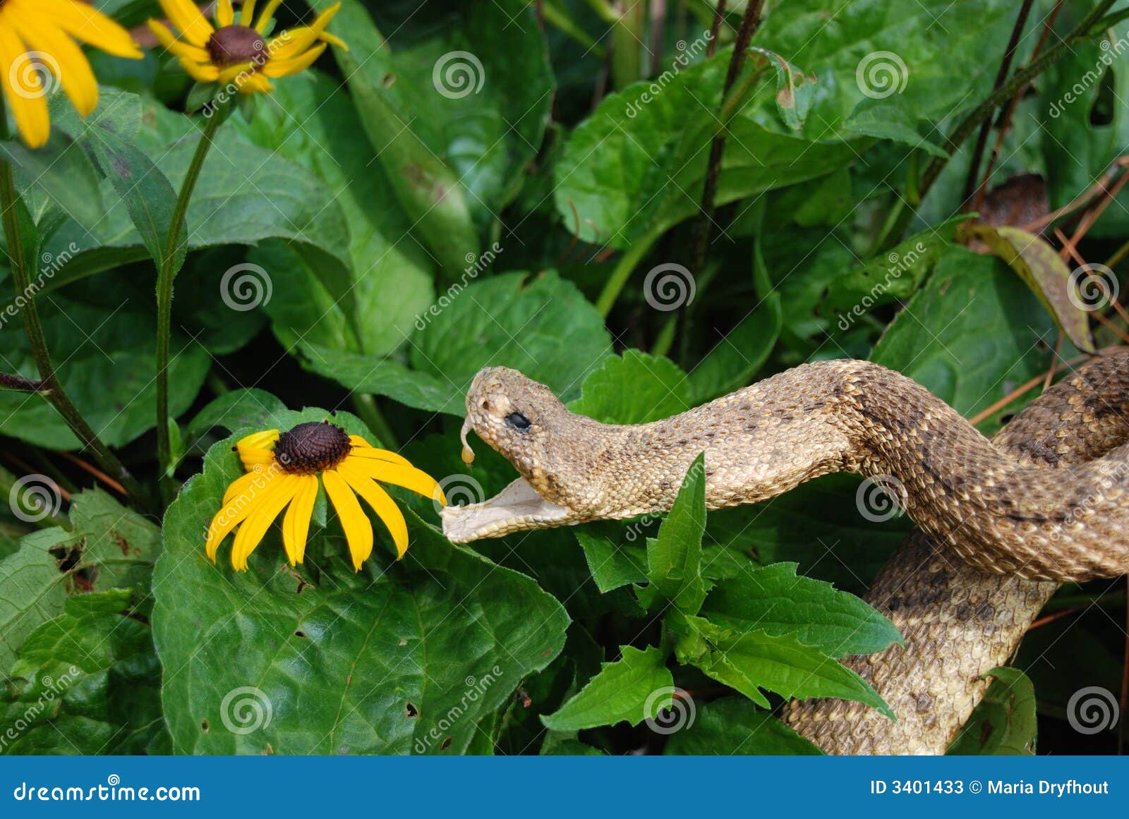 De Aanval van de snack!. De slang van de rammelaar klaar om zwart-eyed Susan aan te vallen.