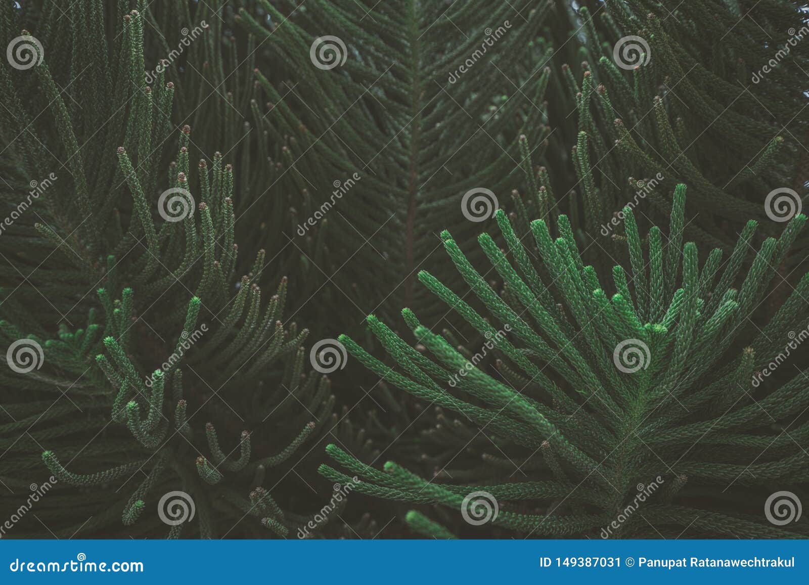 De abstracte aard donkergroene tropische bladeren als achtergrond, het blad van een pijnboomboom Groenconcept
