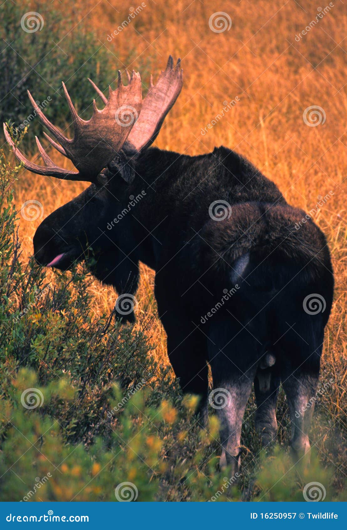 De Amerikaanse elanden van Shiras van de stier. Een aardige Amerikaanse eland die van stierenshiras wilg eet gaat weg