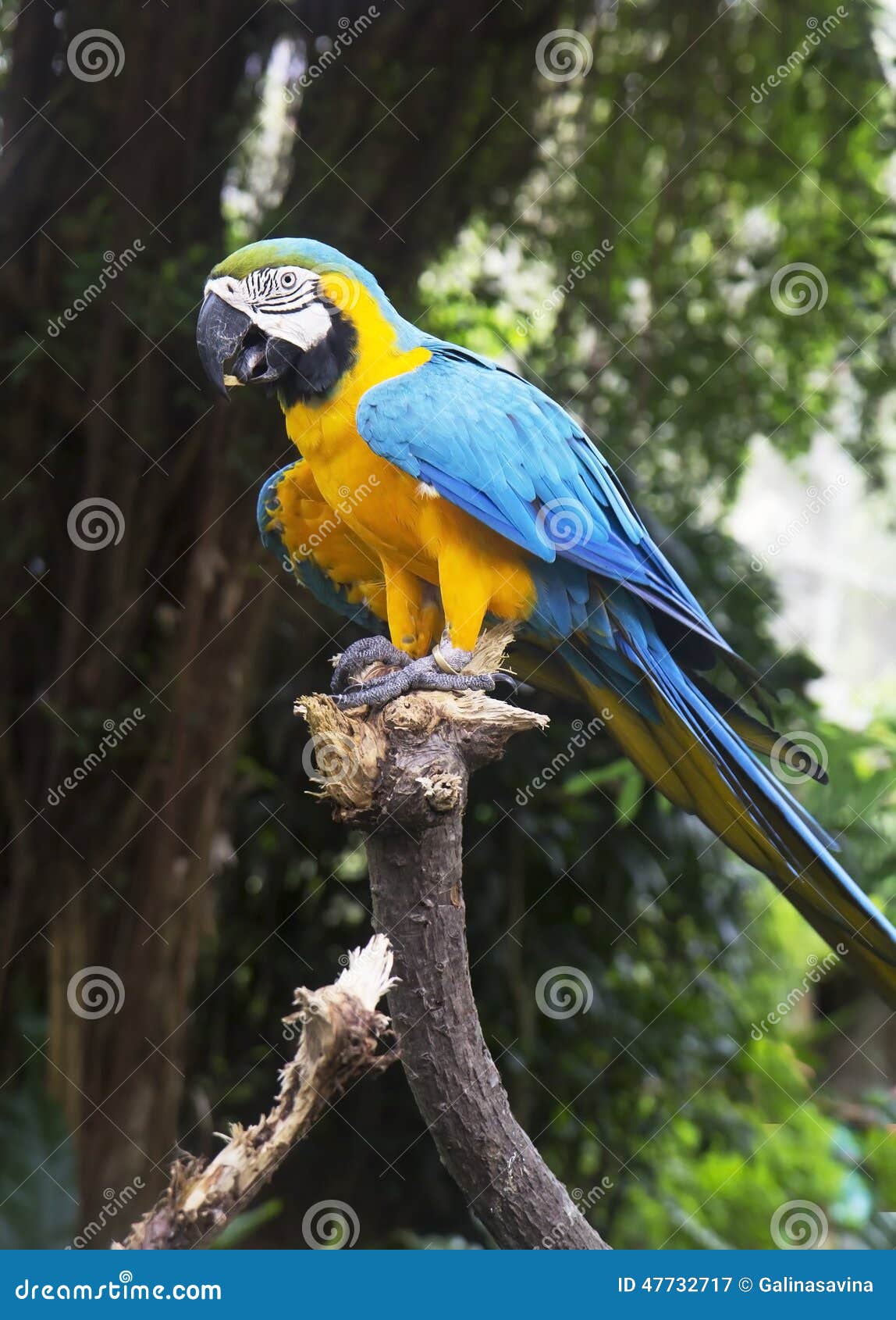 baard Typisch Dat De Ara Van Papegaai Blauw-en-geel Stock Afbeelding - Image of groot,  vogels: 47732717