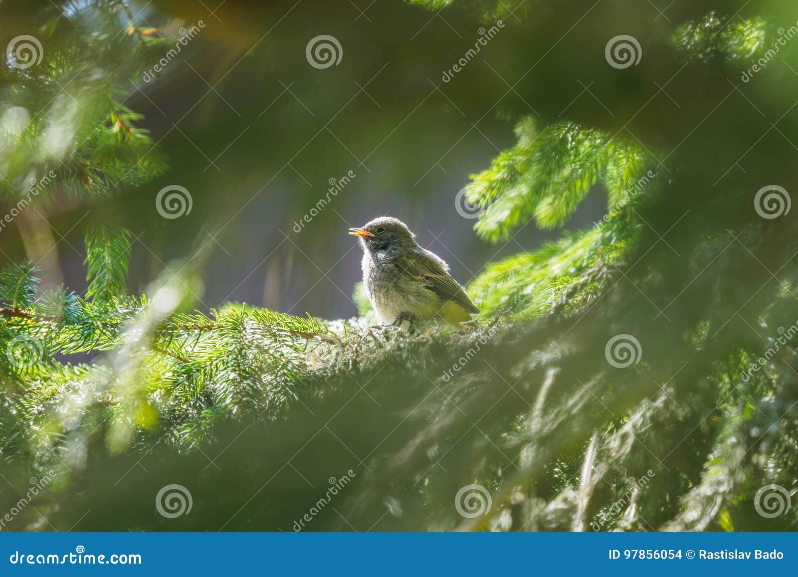 De baby van Robin ` s in het nest. De babyzitting van Robin ` s in het nest op tak van naaldboom