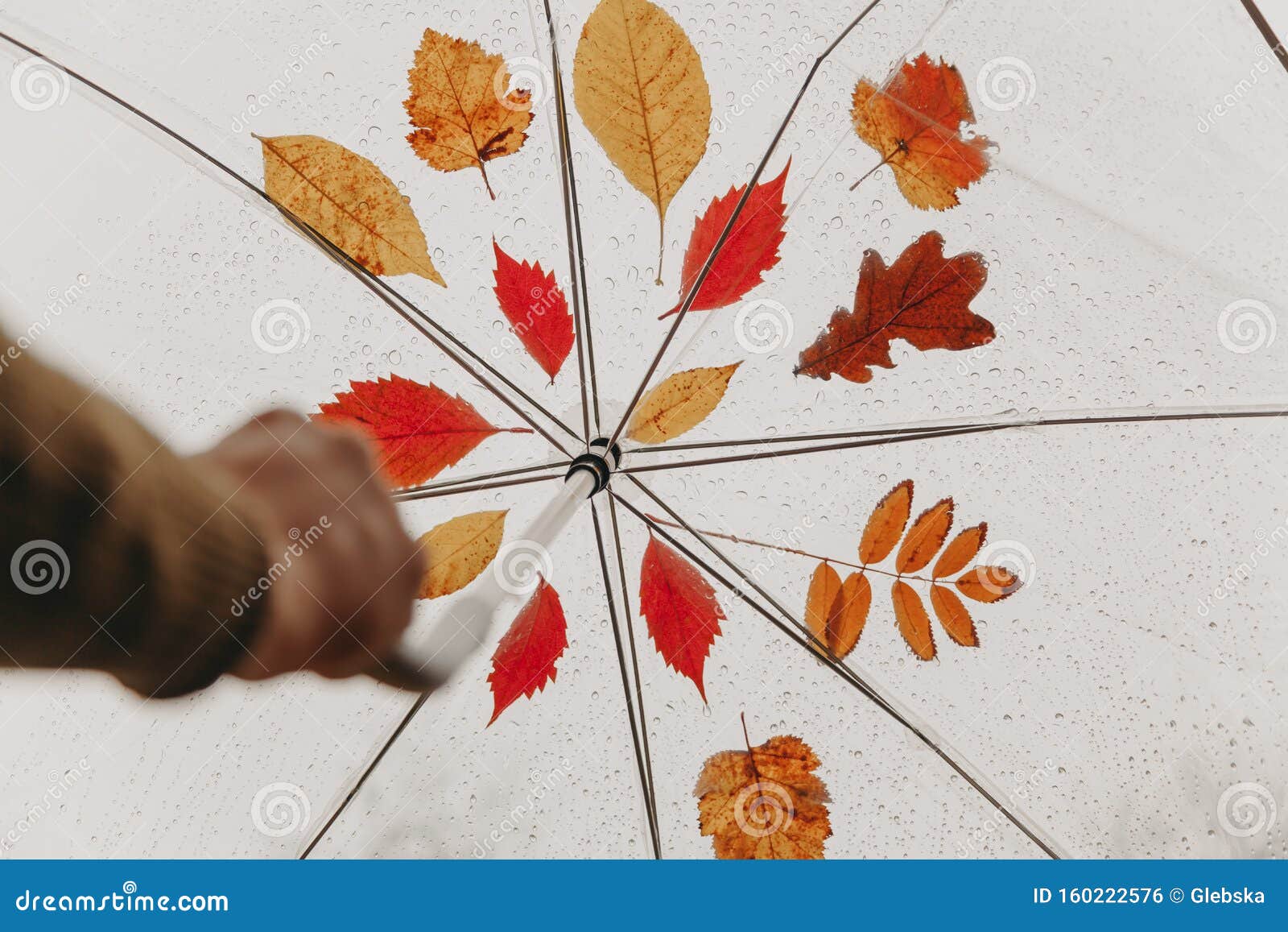 Icône De Trouvetal De Quatre Feuilles Disolement Sur Le Fond Blanc