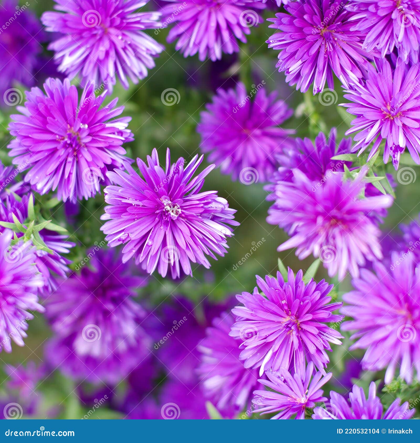 De Belles Petites Fleurs Violettes De Aster Dumosus Buissonneux Dans Un  Jardin Photo stock - Image du couleur, floraison: 220532104