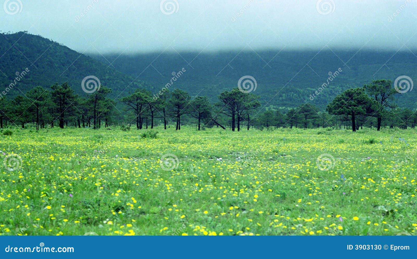 De bergboom en gras van de wolk. Allen in één, de boombloem van de wolkenberg en gras. de plaats is meer in Yunnan van China.See mijn beelden bij:) http://www.dreamstime.com/Eprom_info