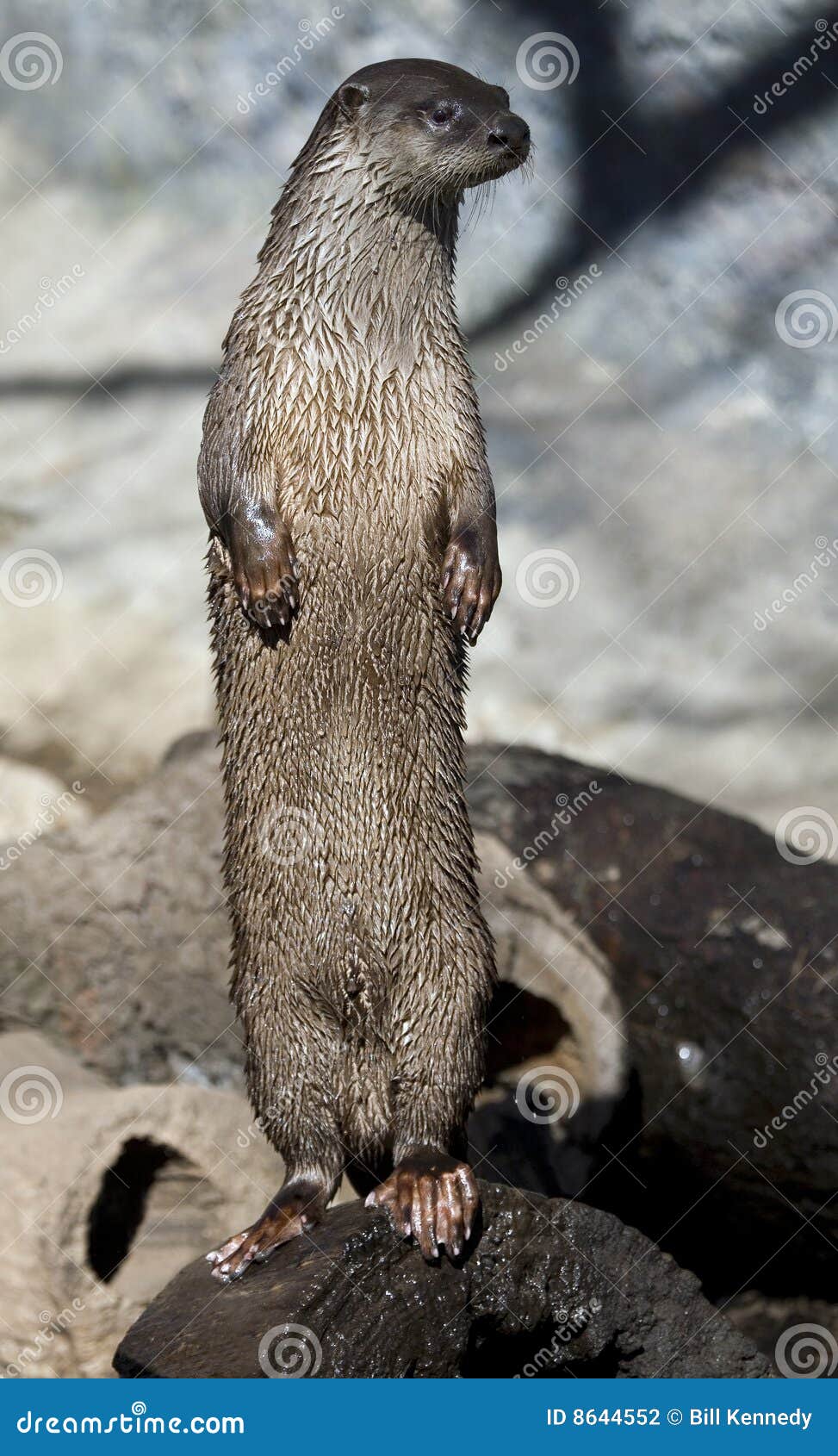 De Bevindende Otter Van De Rivier Stock Foto - Image of leuk, status ...