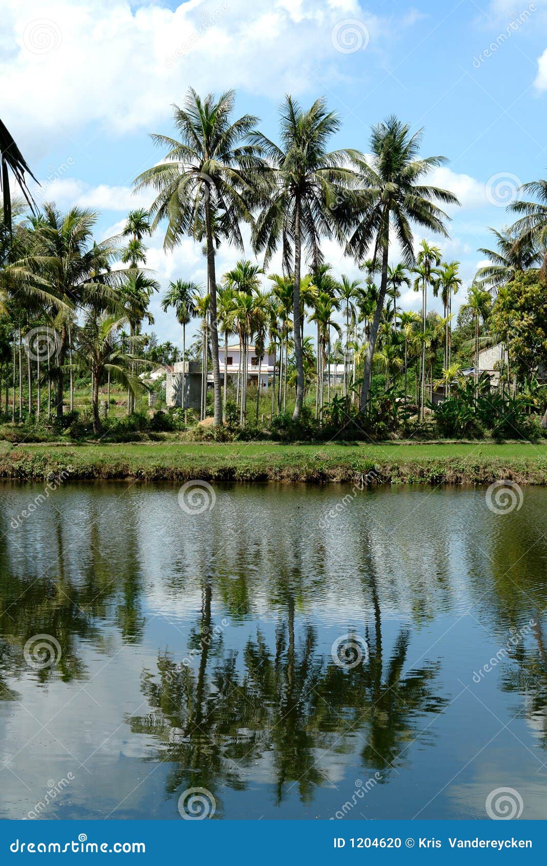 De bezinning van de palm. Een aardige refleciton met een palm