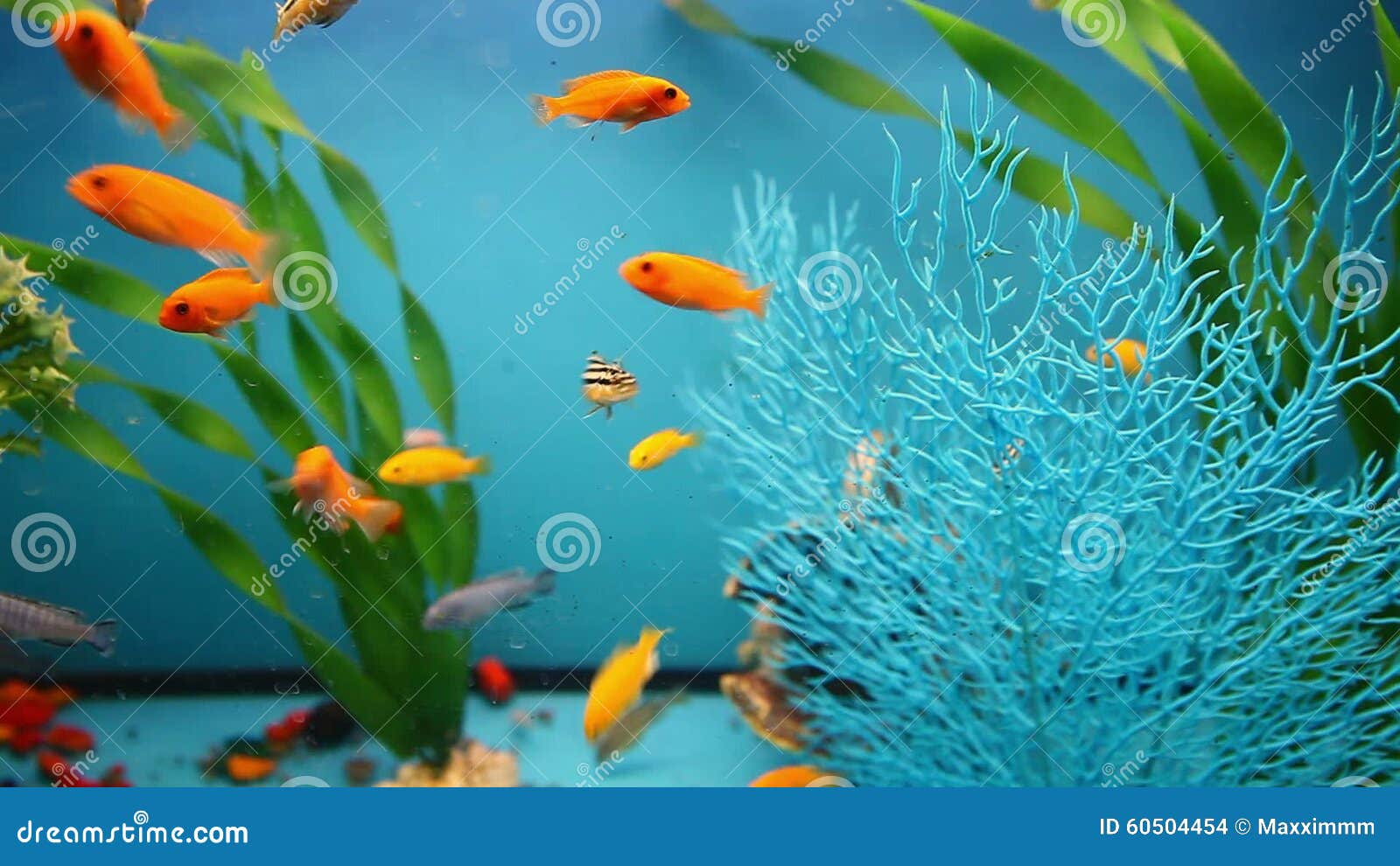 operator als Ruimteschip De Blauwe Aquarium Kalme Vissen Als Achtergrond Zwemmen Gras Stock Footage  - Video of achtergrond, kleurrijk: 60504454