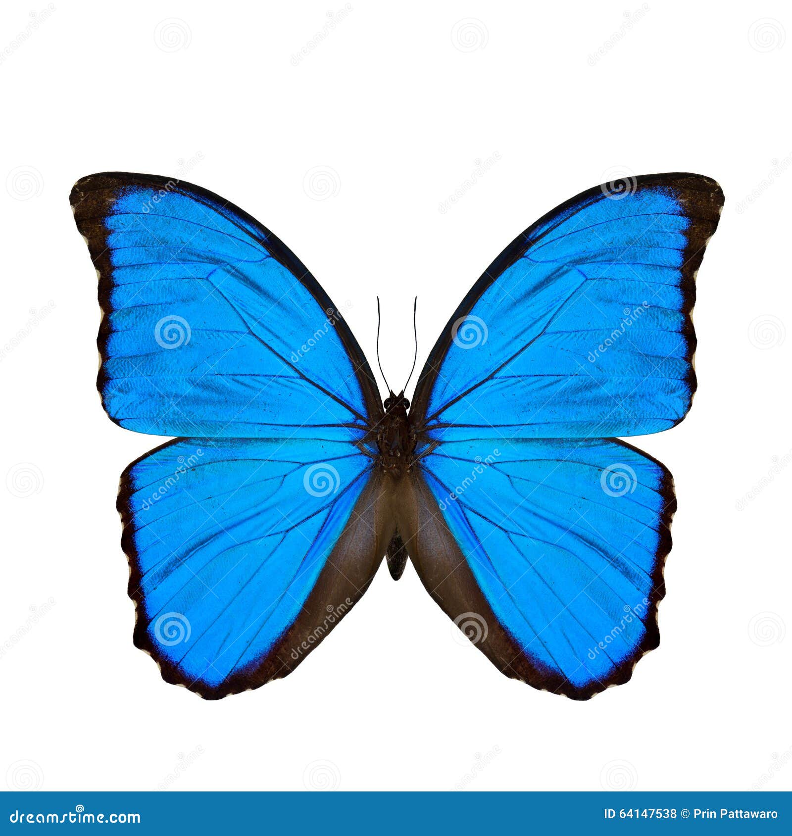 De Blauwe Morpho-vlinder Ondubbelzinnig Maken) of Morpho Stock Foto - of gunst, metamorfose: 64147538