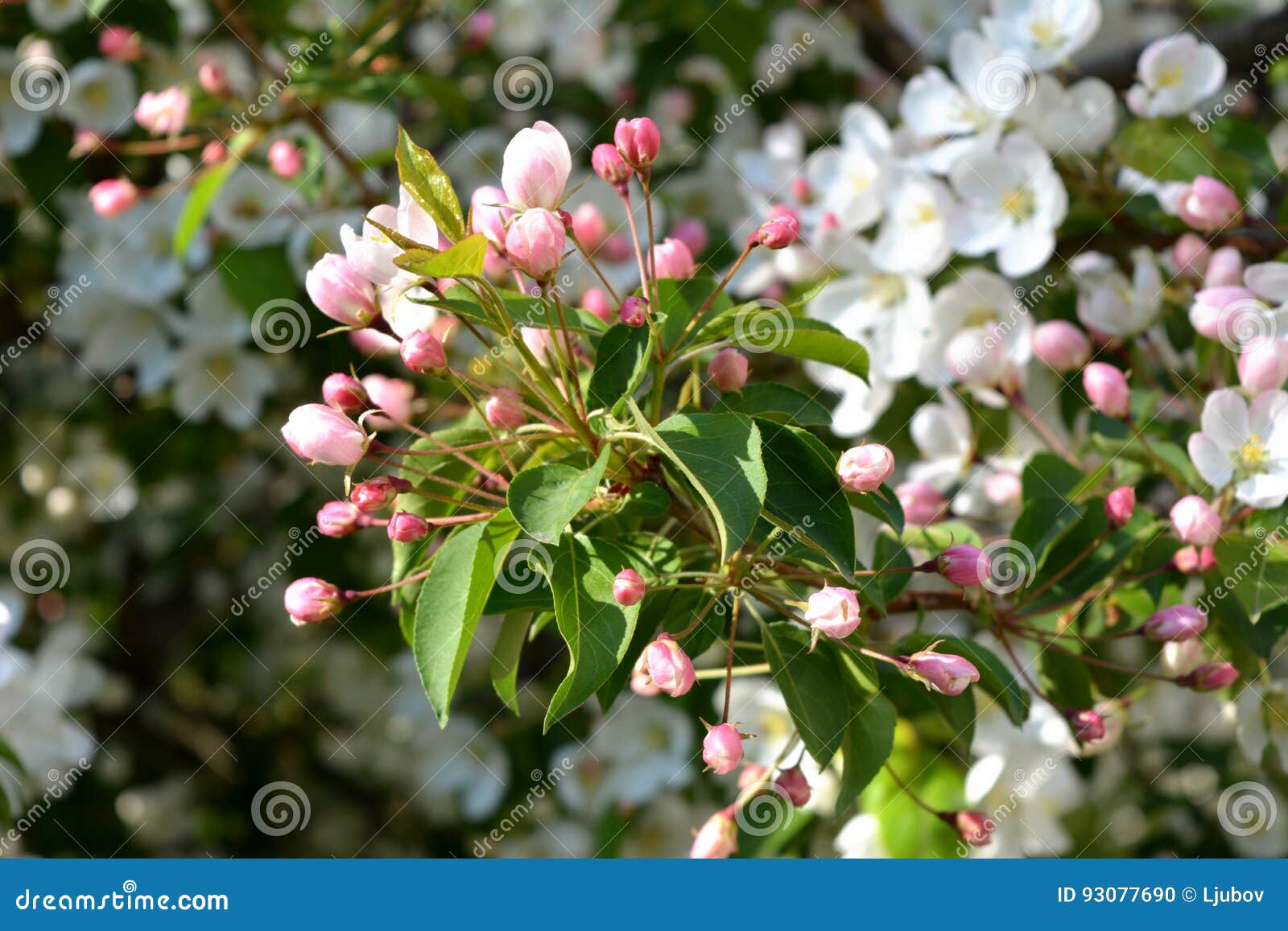 Jongleren salami vallei De Bloeiende Boom Van De Appel Geopende Roze Knoppen En Witte Bloemen Stock  Foto - Image of tuin, vervagen: 93077690