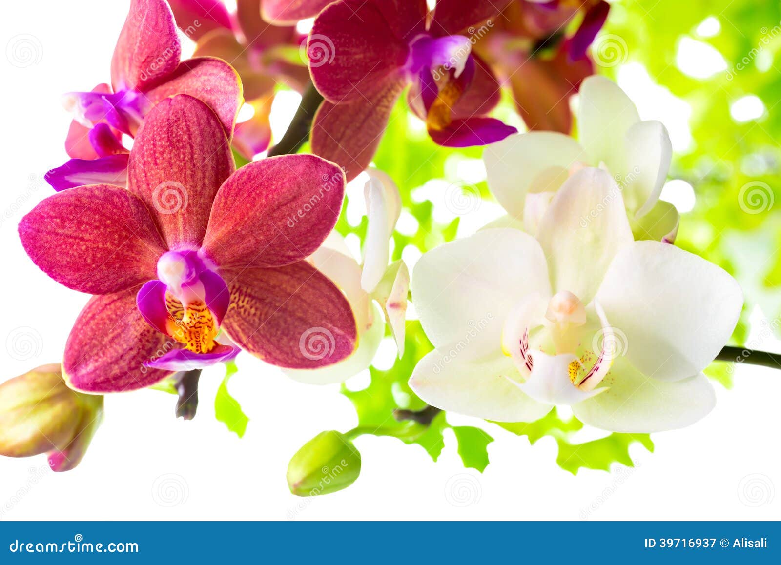 De orchidee van phalaenopsis op rood royalty vrije stock ... Levendige achtergrond rode
