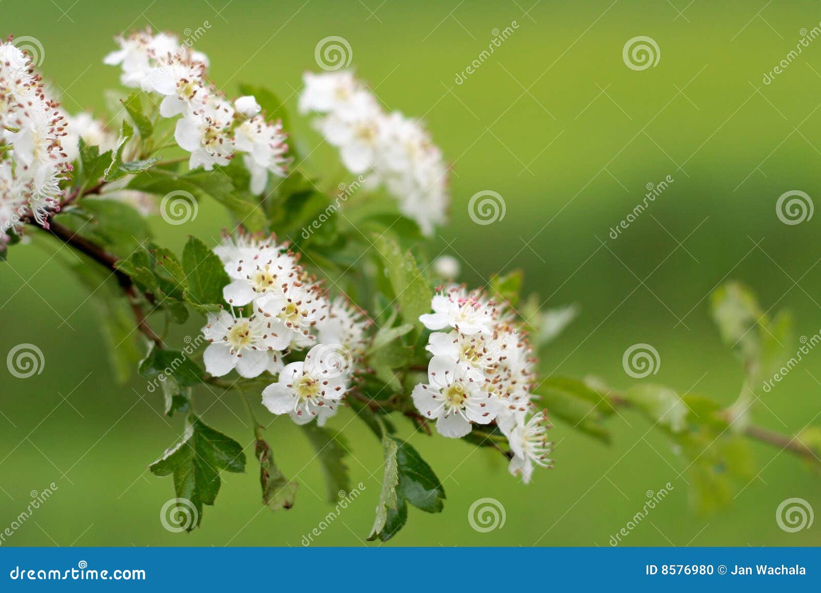 De Bloem van de lente. Een mening met een mooie appelbloem