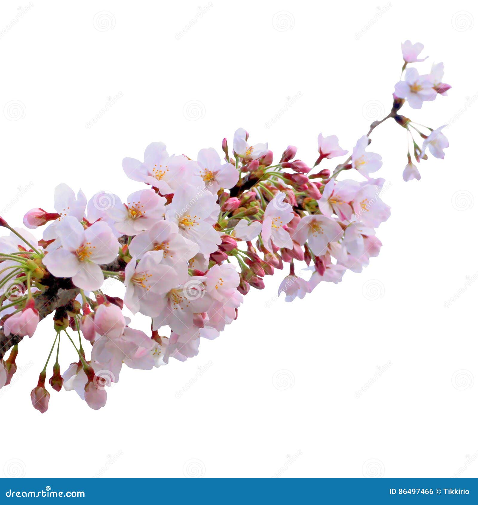 De bloemboom van volledige bloeisakura die met het knippen van weg wordt geïsoleerd. De de bloemboom van volledige bloeisakura die met het knippen van weg, roze de florastruik wordt geïsoleerd van Japan, springt bloementak op witte achtergrond op Treetop van het bloemblaadjeblad van de Kersenbloesem