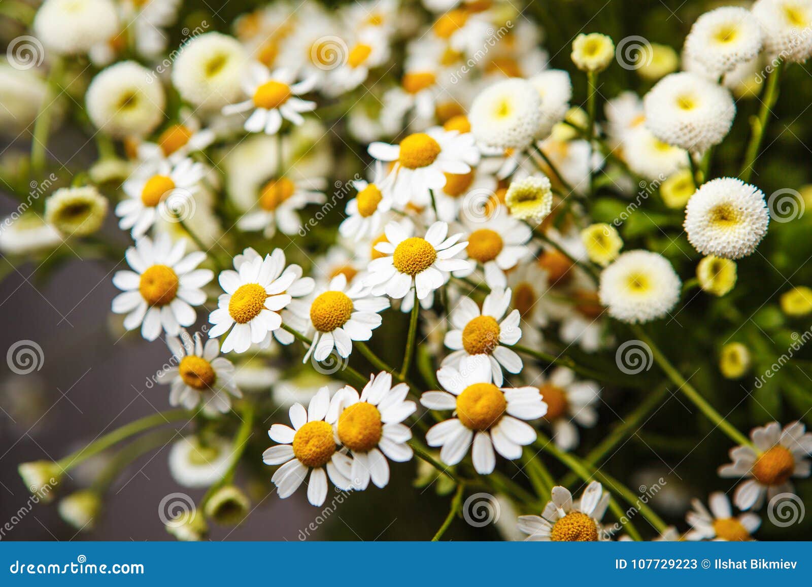 De bloemen van het bloesemmadeliefje wit en kleurrijk schot