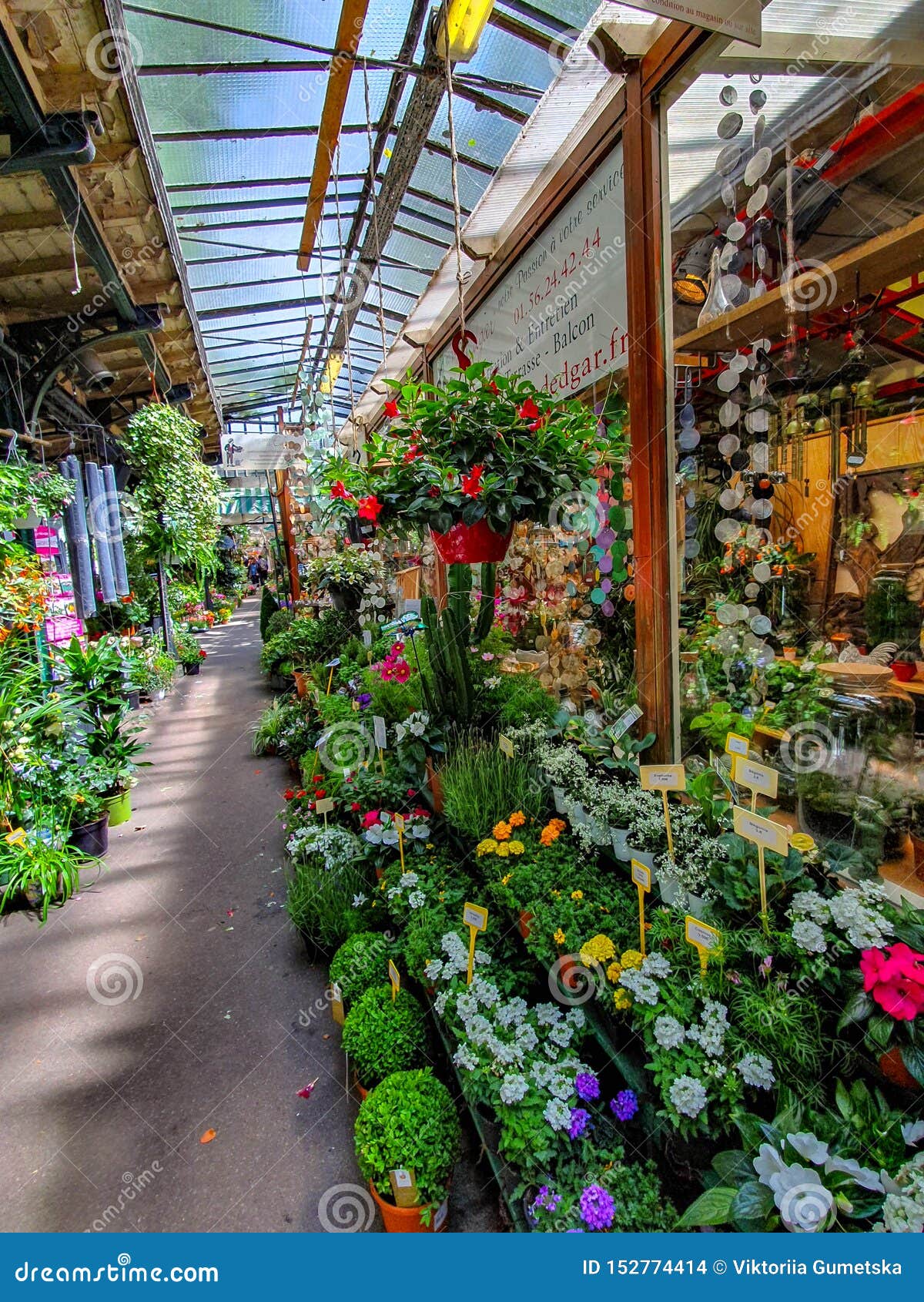 De bloemmarkt in Parijs op Ile DE La Cite, tussen de Notre-Dame-Kathedraal en de kapel die sainte-Chapelle wordt gevestigd. Dit is van de grootste die bloemmarkt in Parijs op Ile DE La Cite, tussen de Notre-Dame-Kathedraal en de kapel sainte-Chapelle wordt gevestigd Er zijn mooie bloemen voor om het even welke smaak