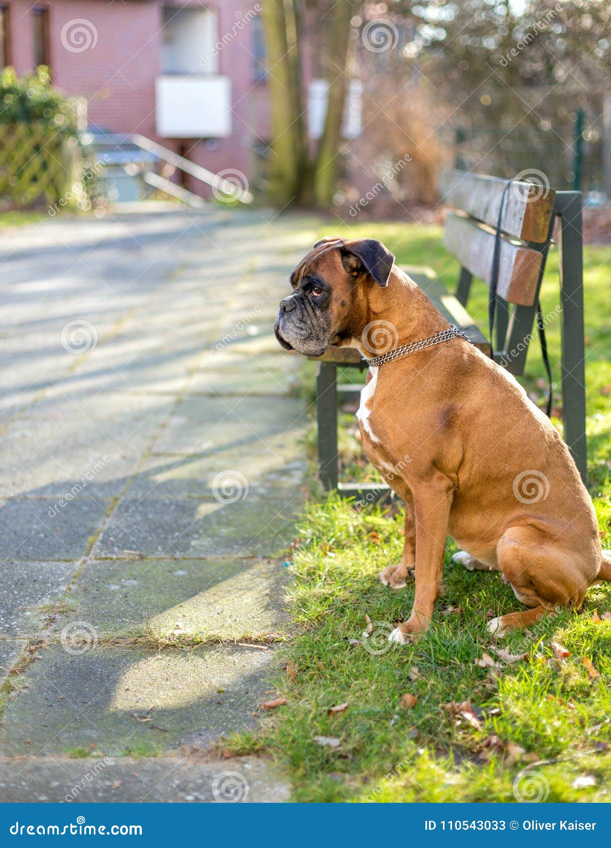 De bokser wacht op eigenaar. De bokserhond ging alleen naast een bank weg en wacht op zijn eigenaar